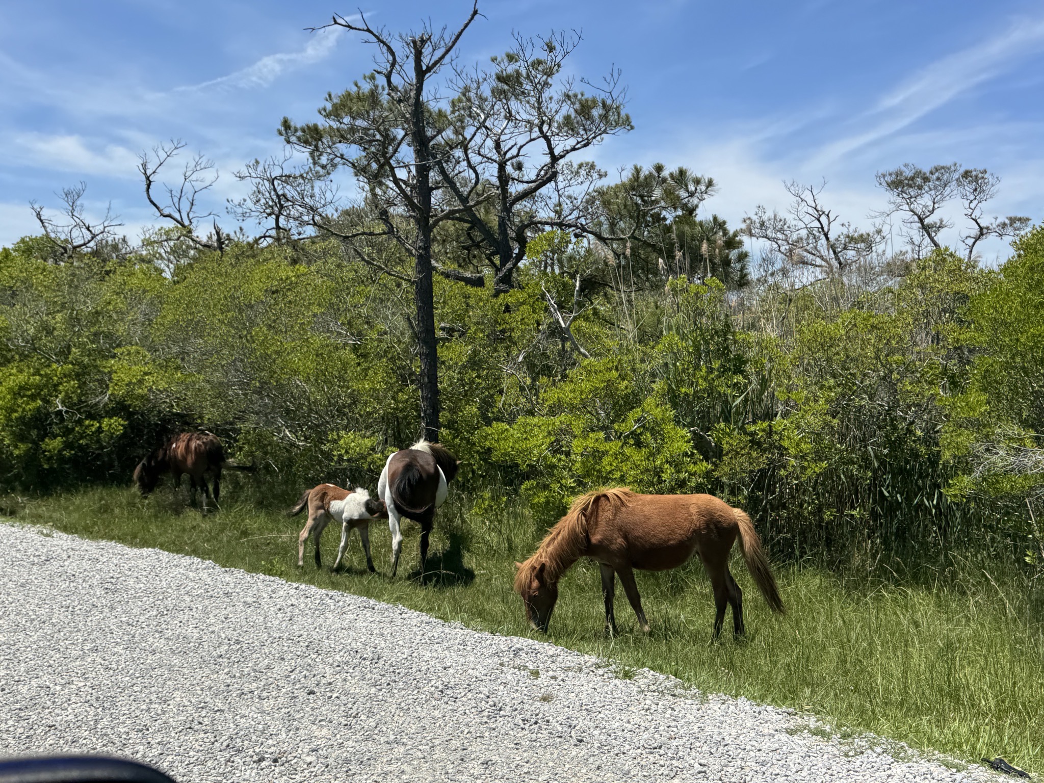 Wild horses by the side of the road
