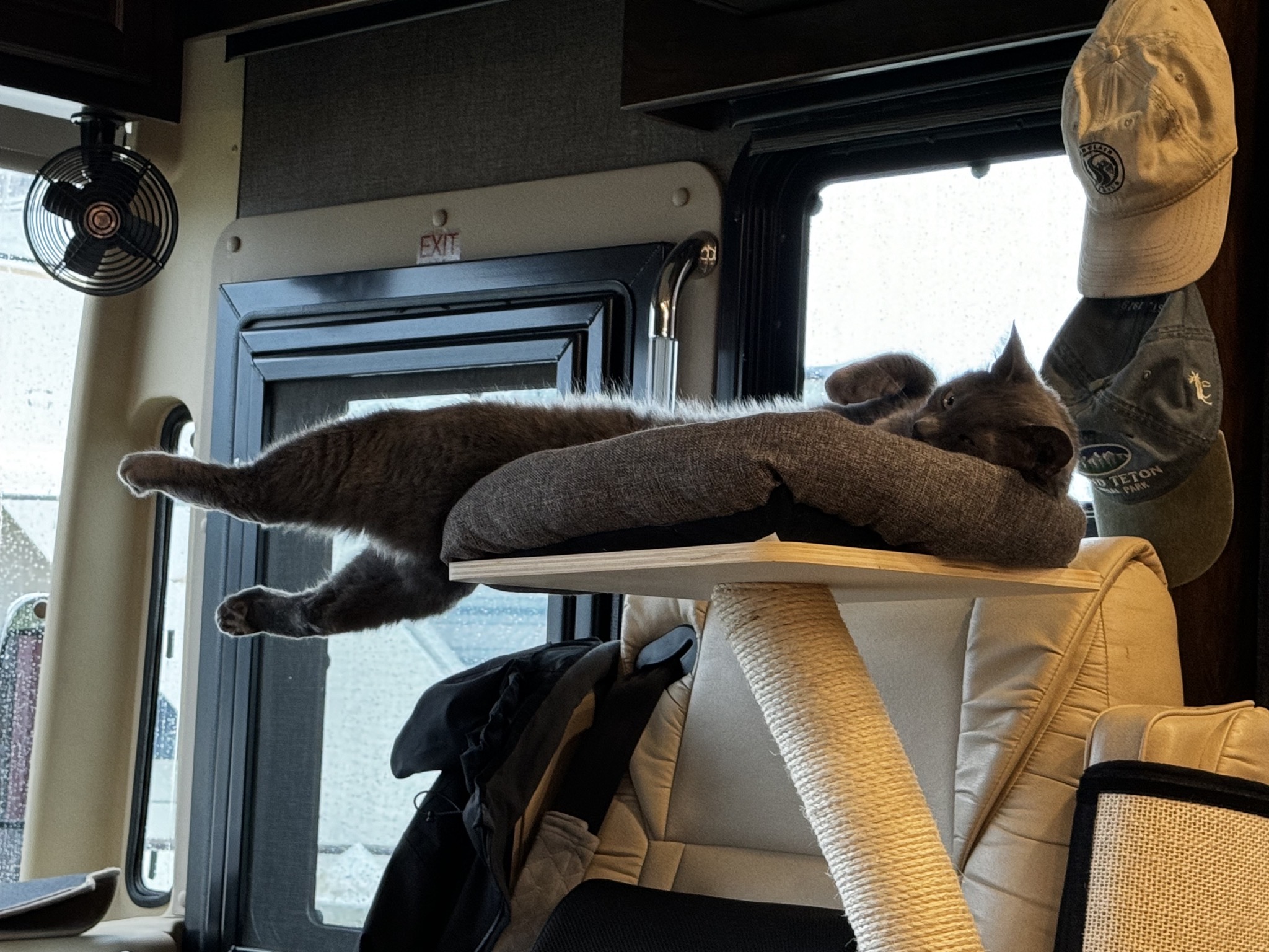 Cat laying on his back on his tower