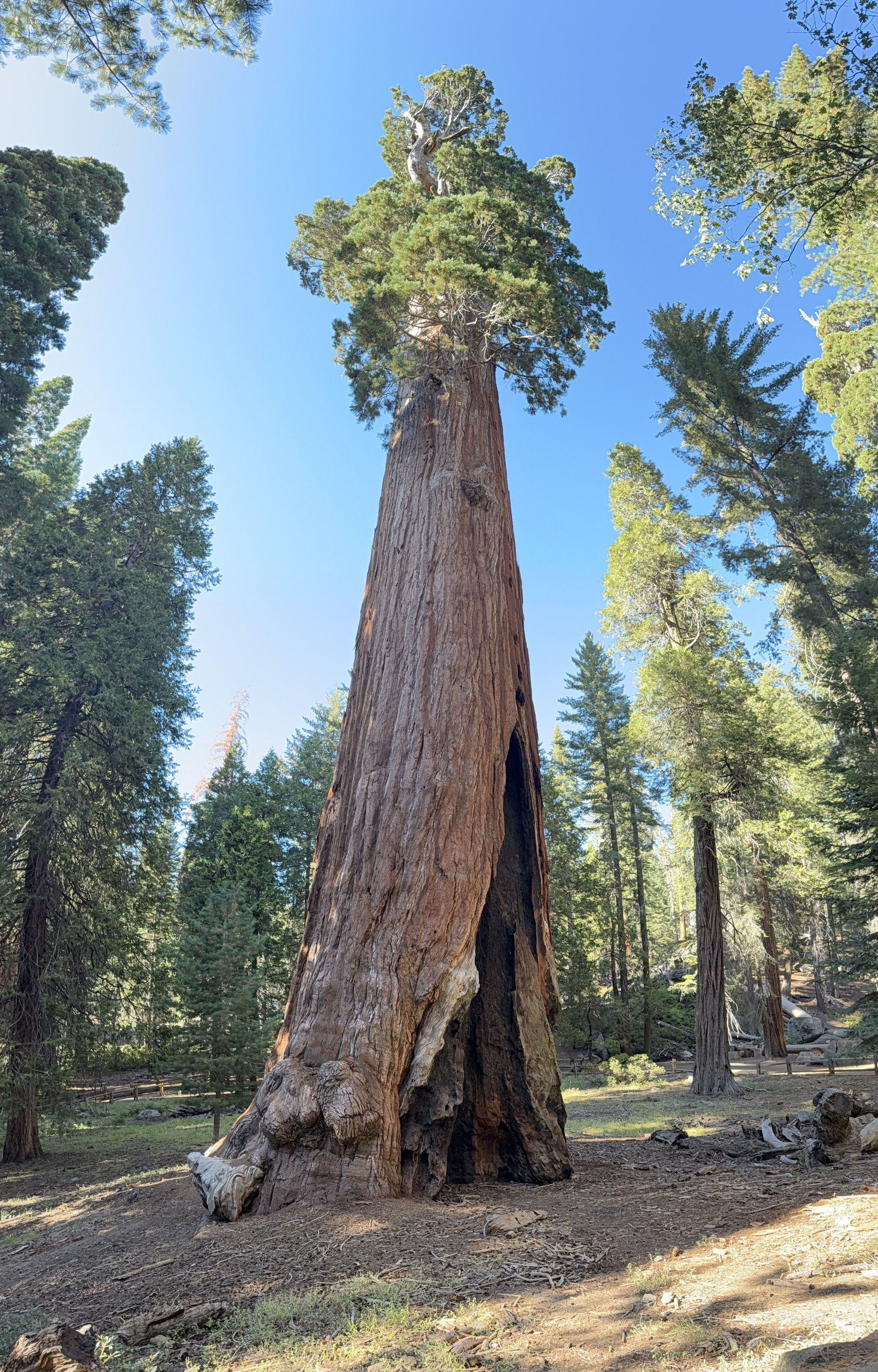 General Grant tree
