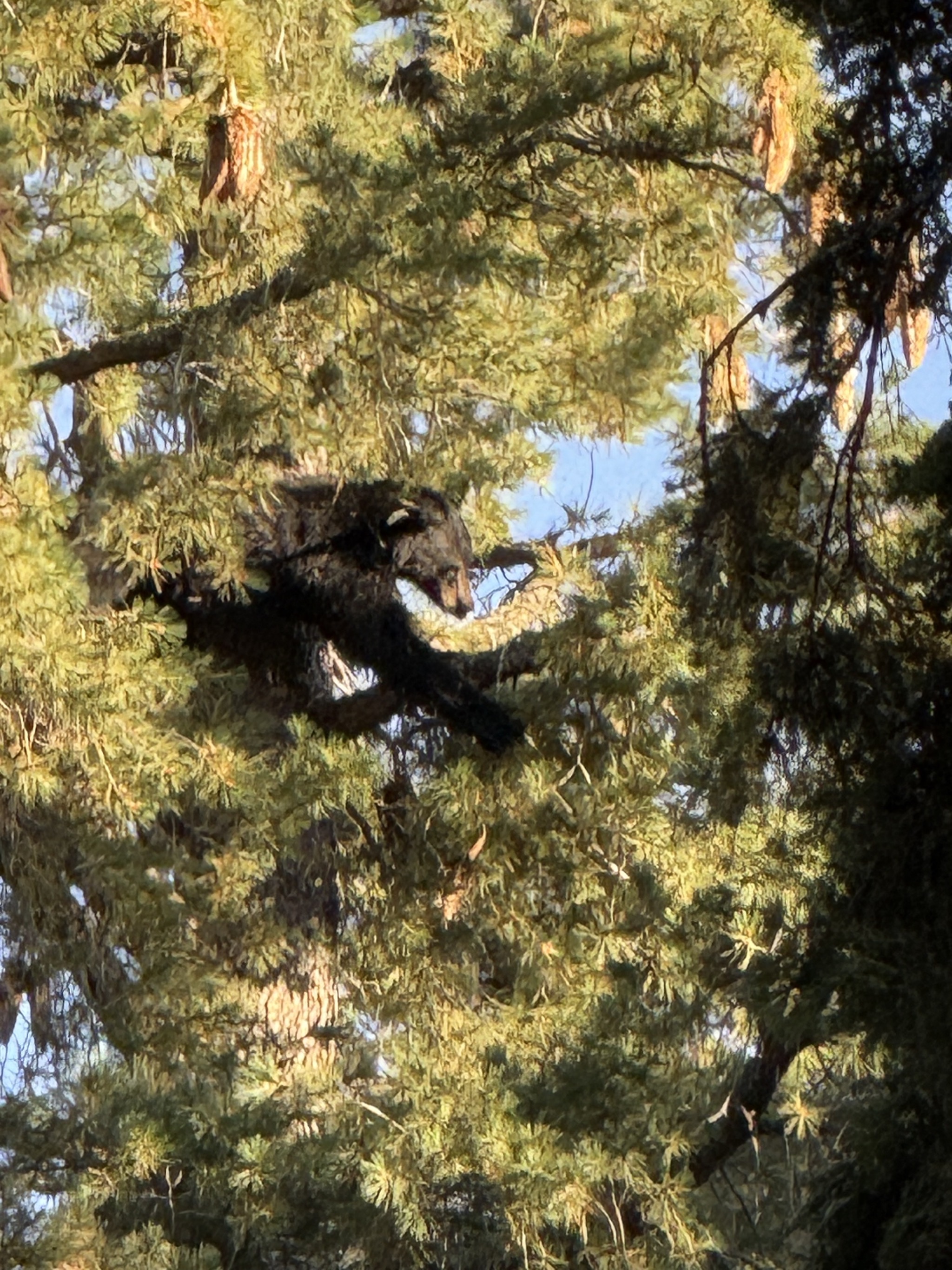 Bear in tree