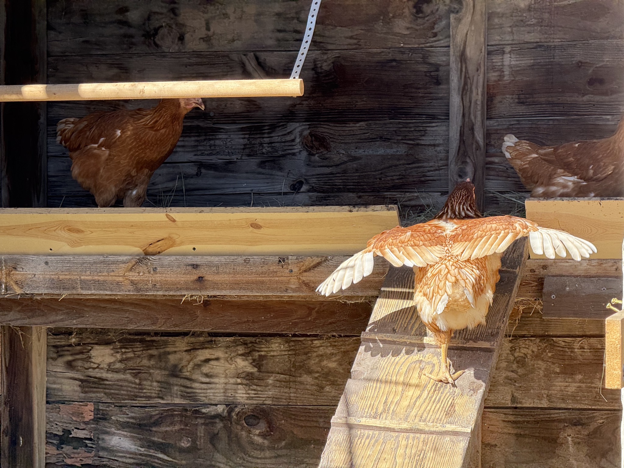 Chickens