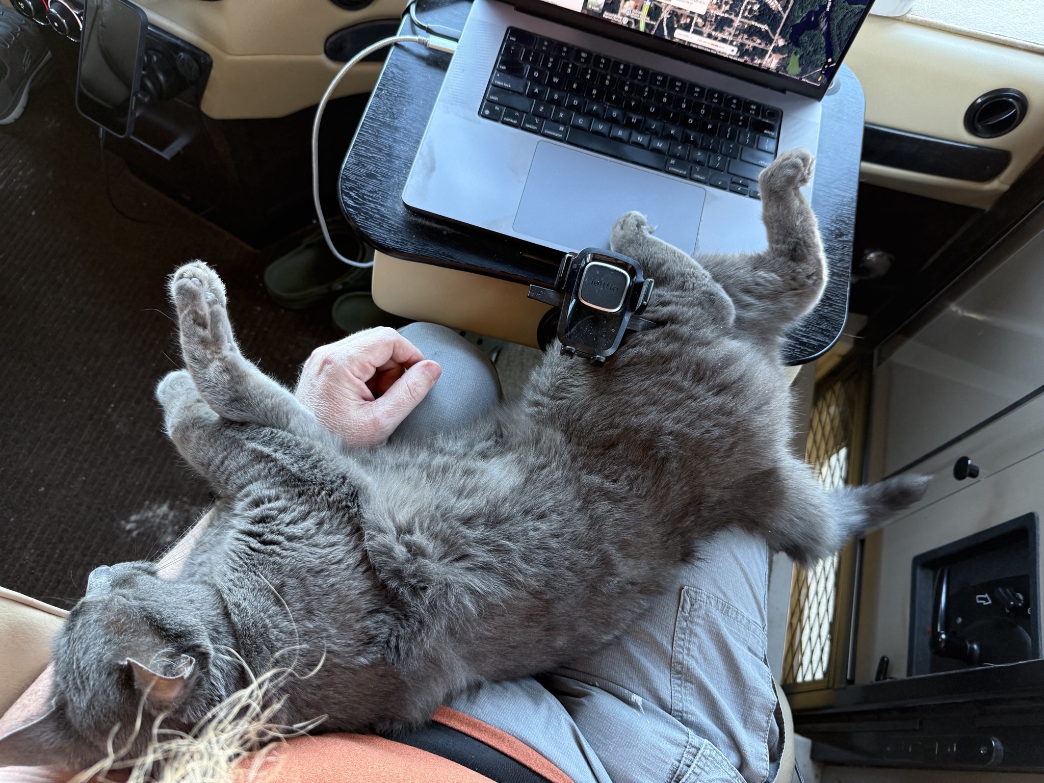 Paladin on my lap