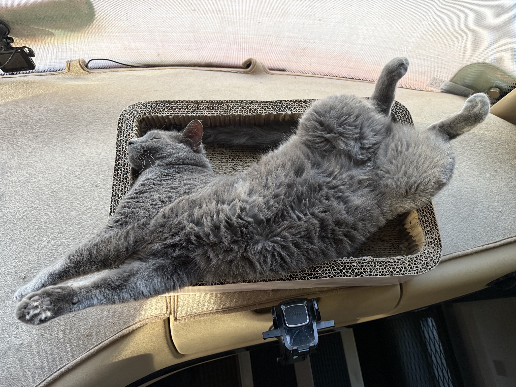 Stretched out cat in bed