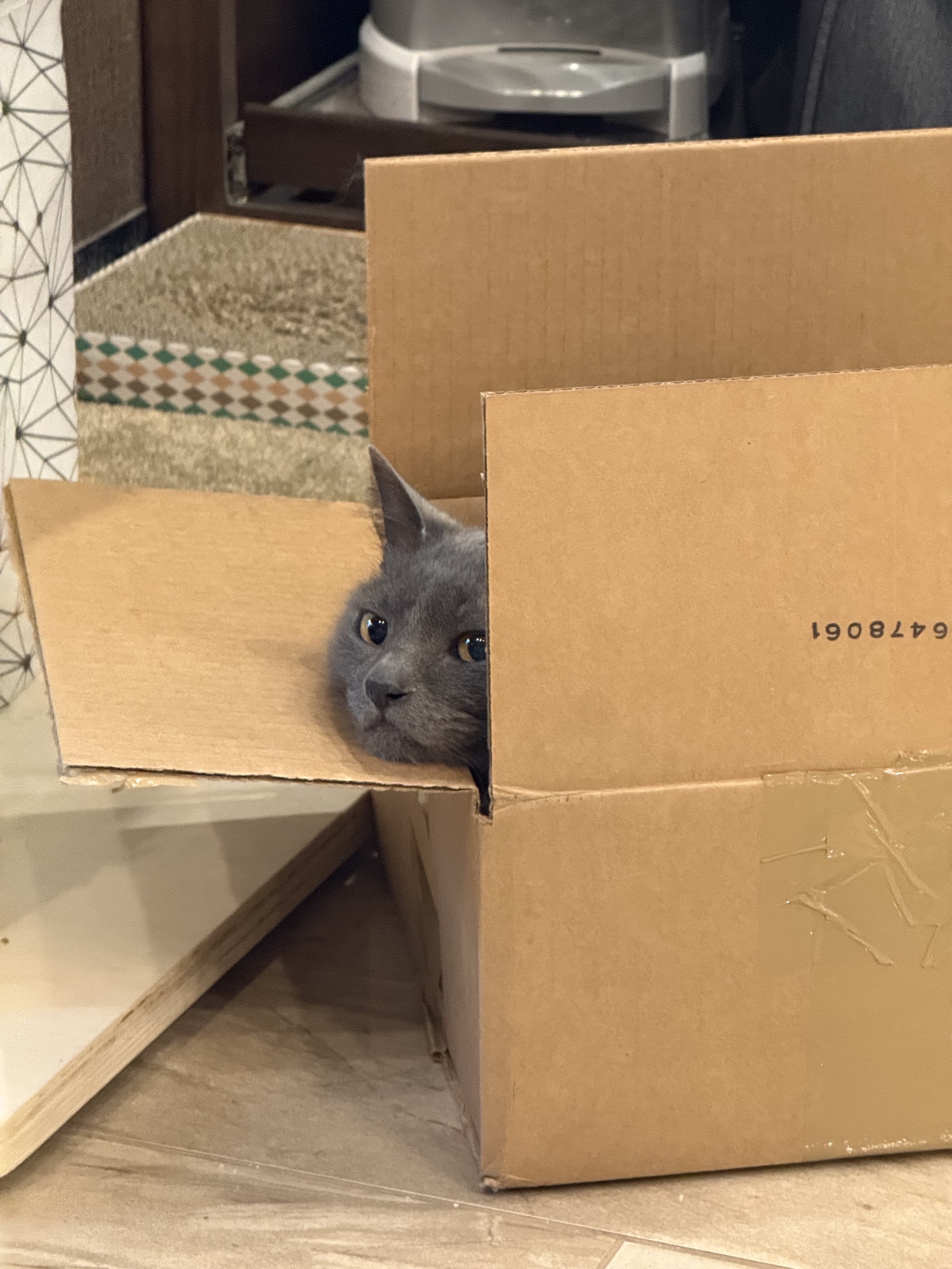 Cat in a box