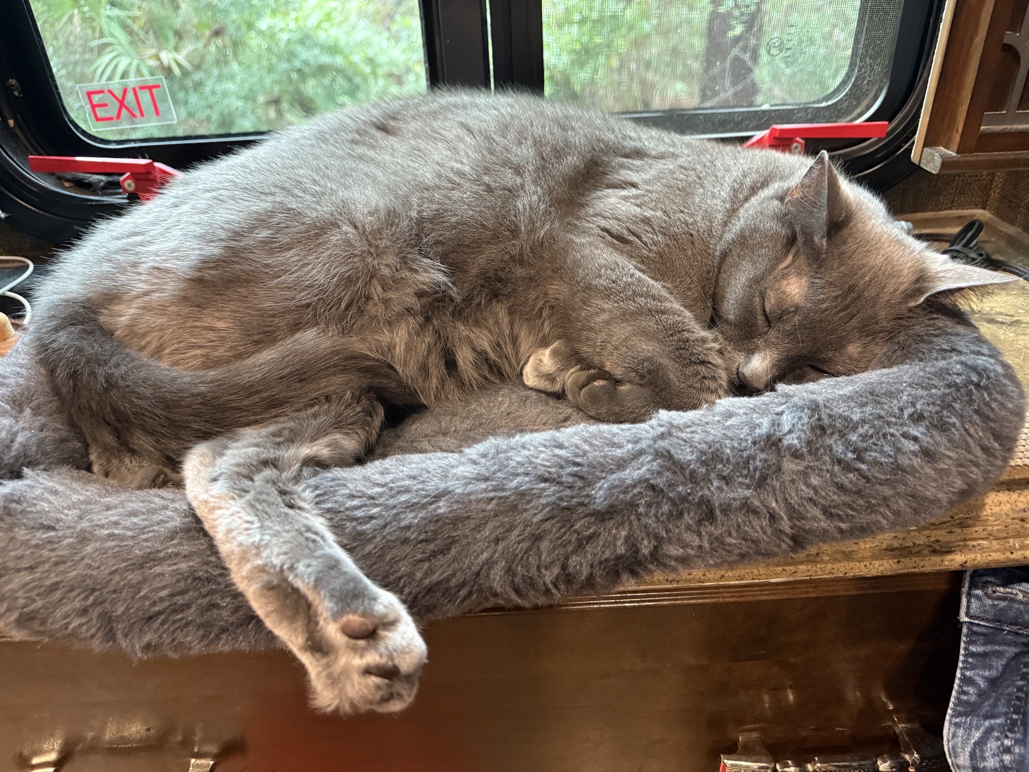 Cat alseep on a bed