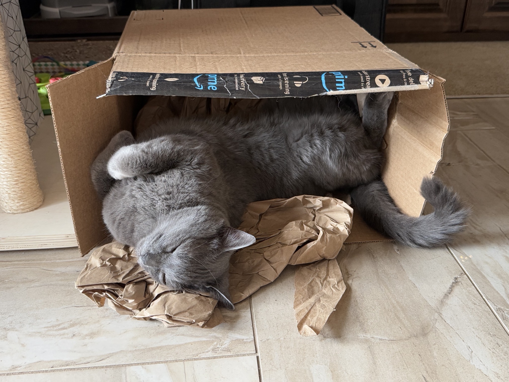 Paladin enjoying a cardboard box