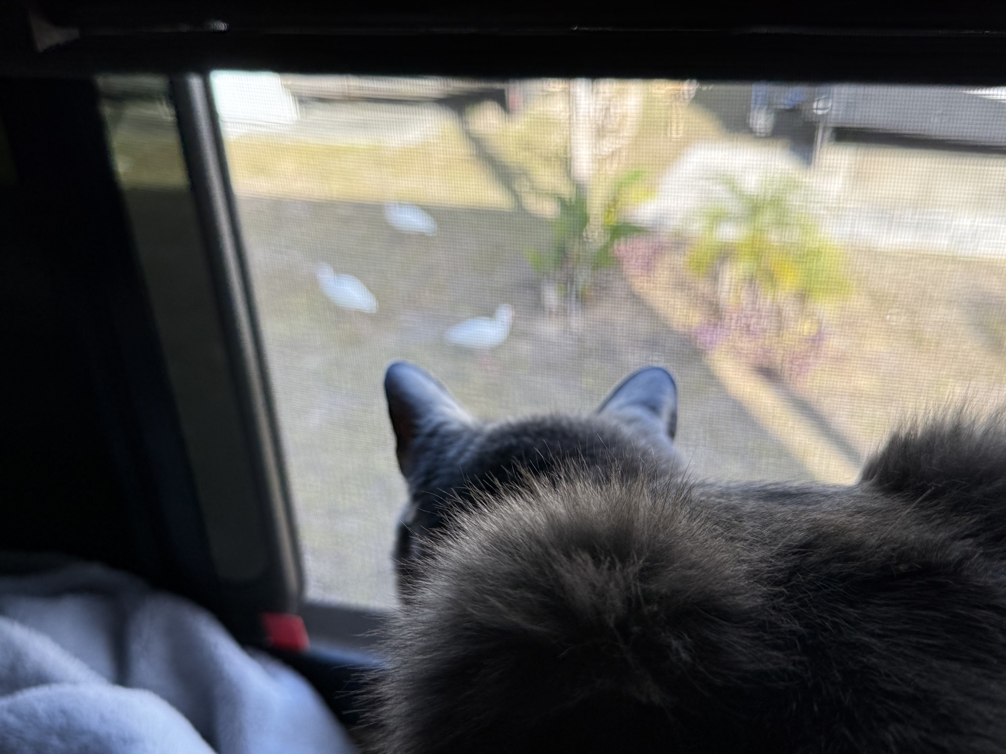 Cat watiching birds out a window