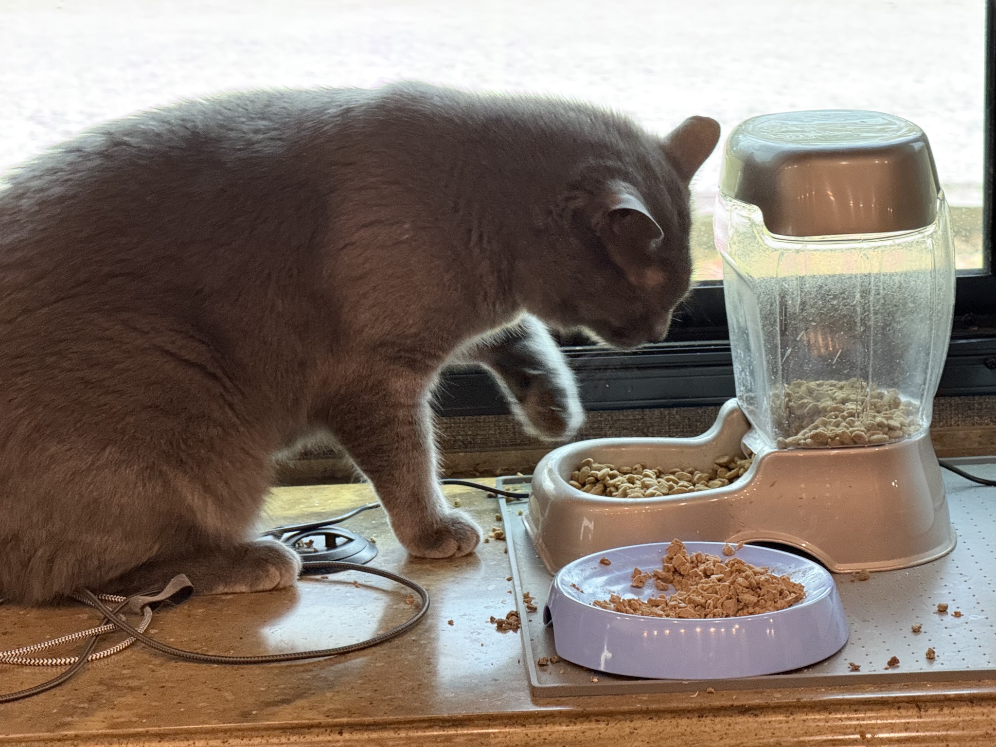 Cat reaching for kibble