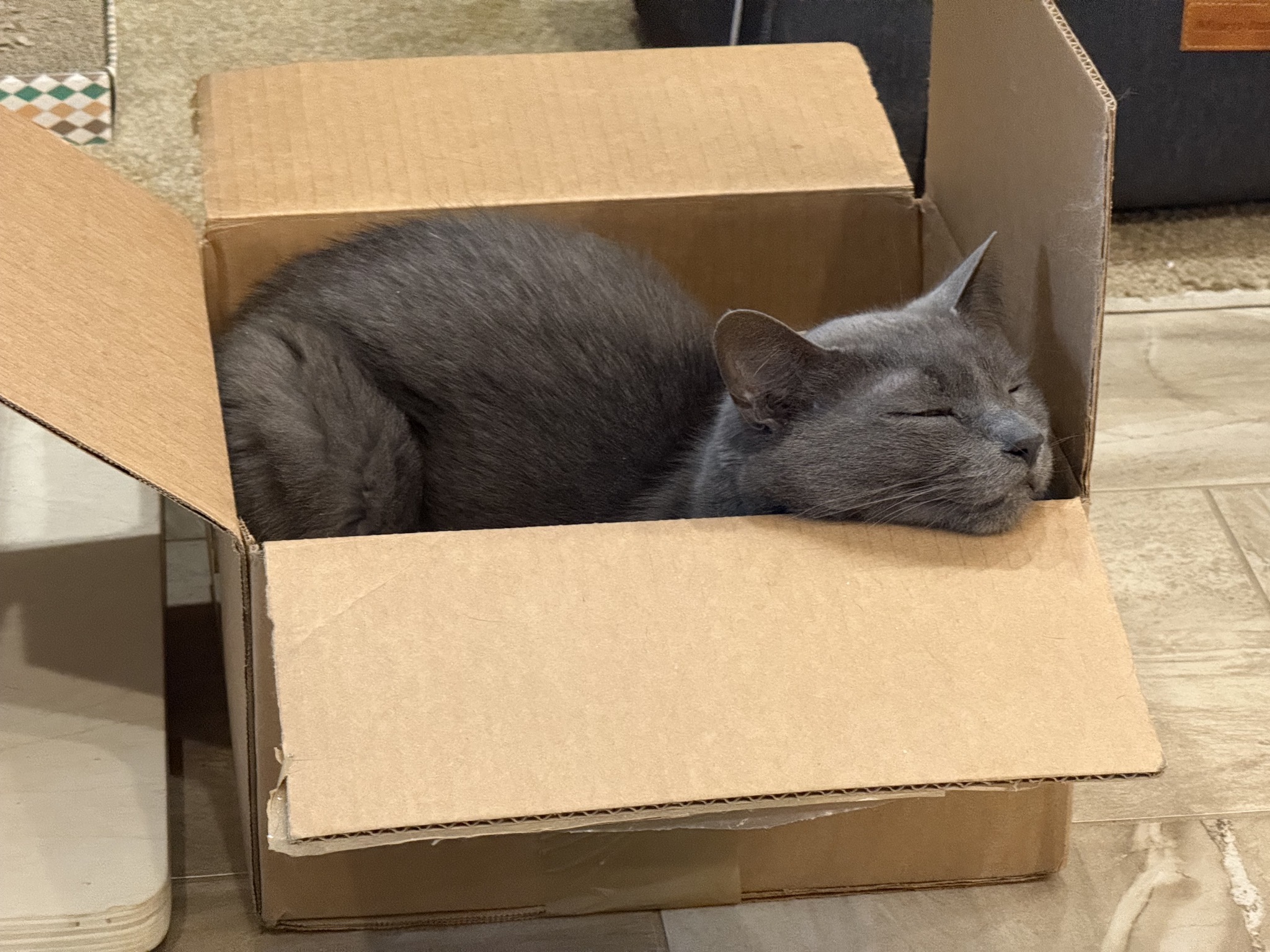 Cat in a box