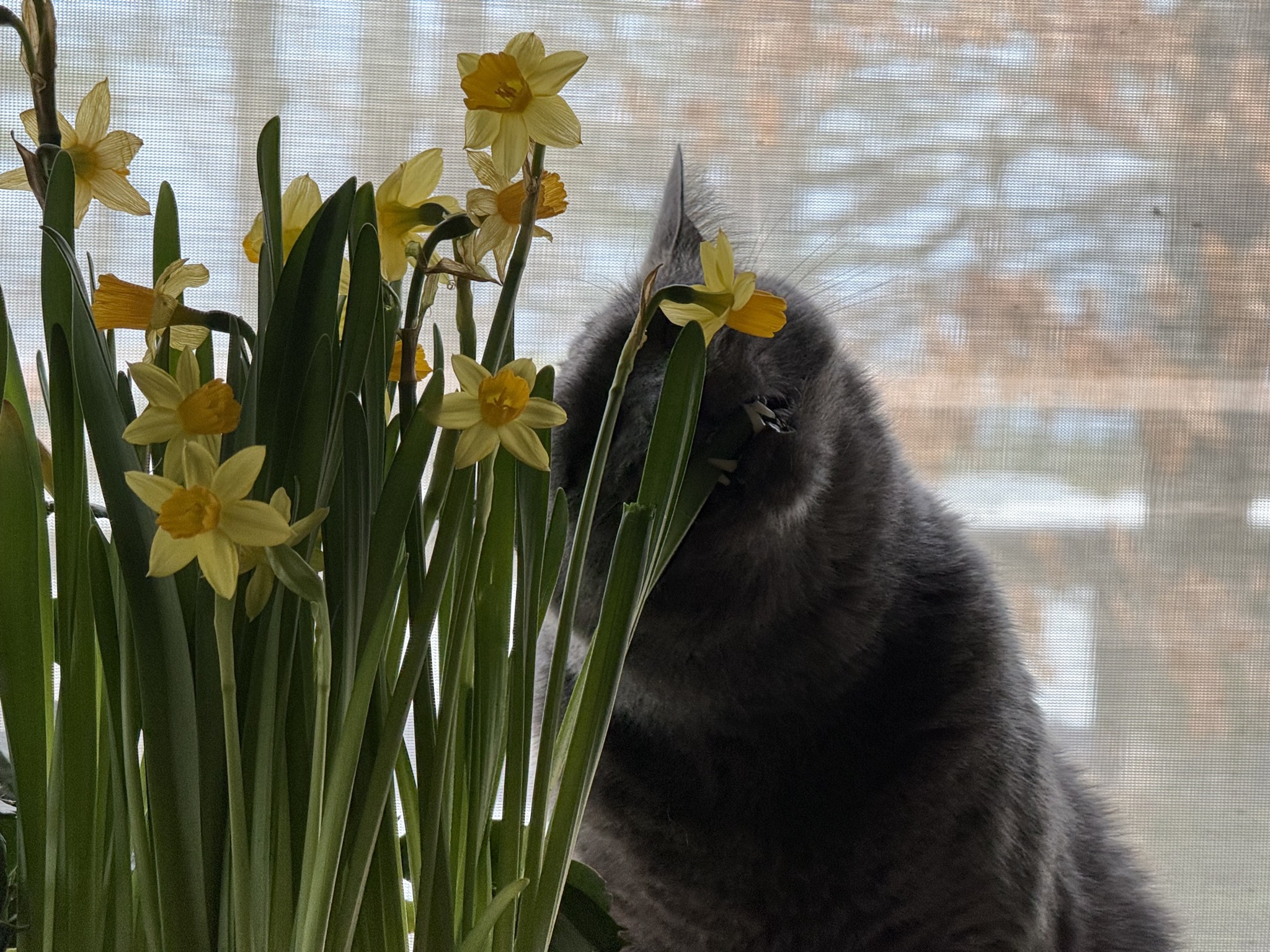 Cat with daffodils