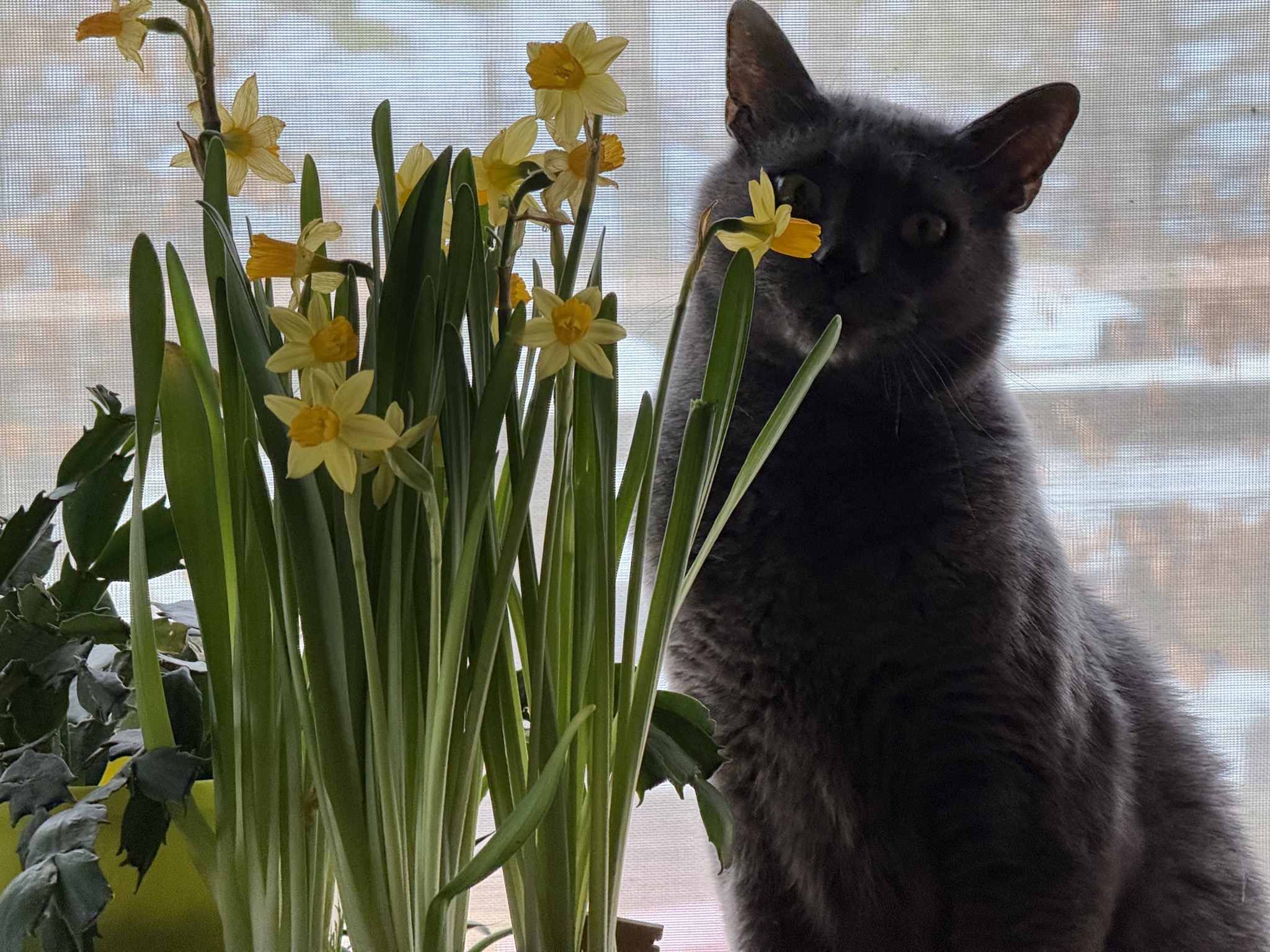 Cat with daffodils