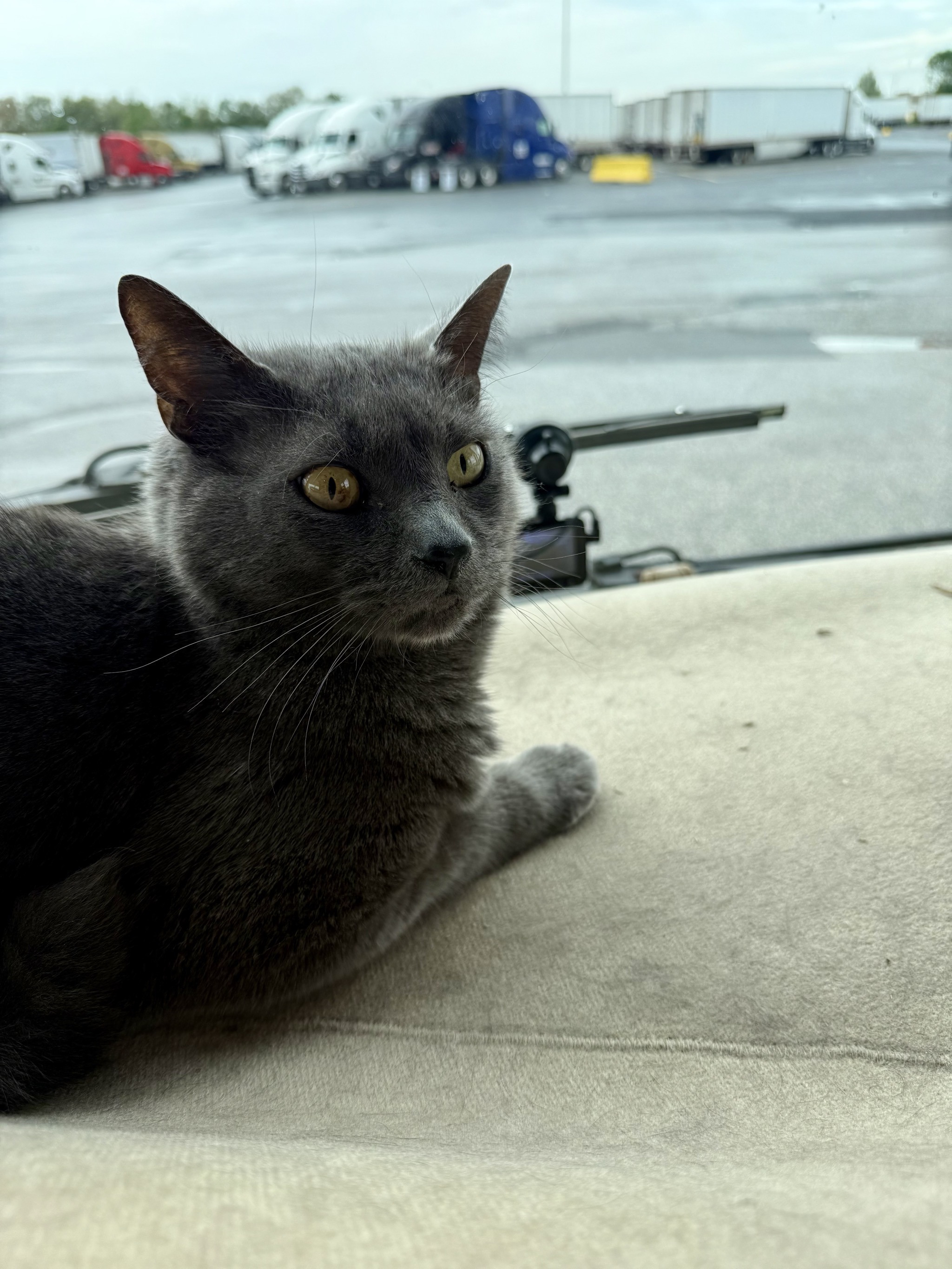 Cat at truck stop