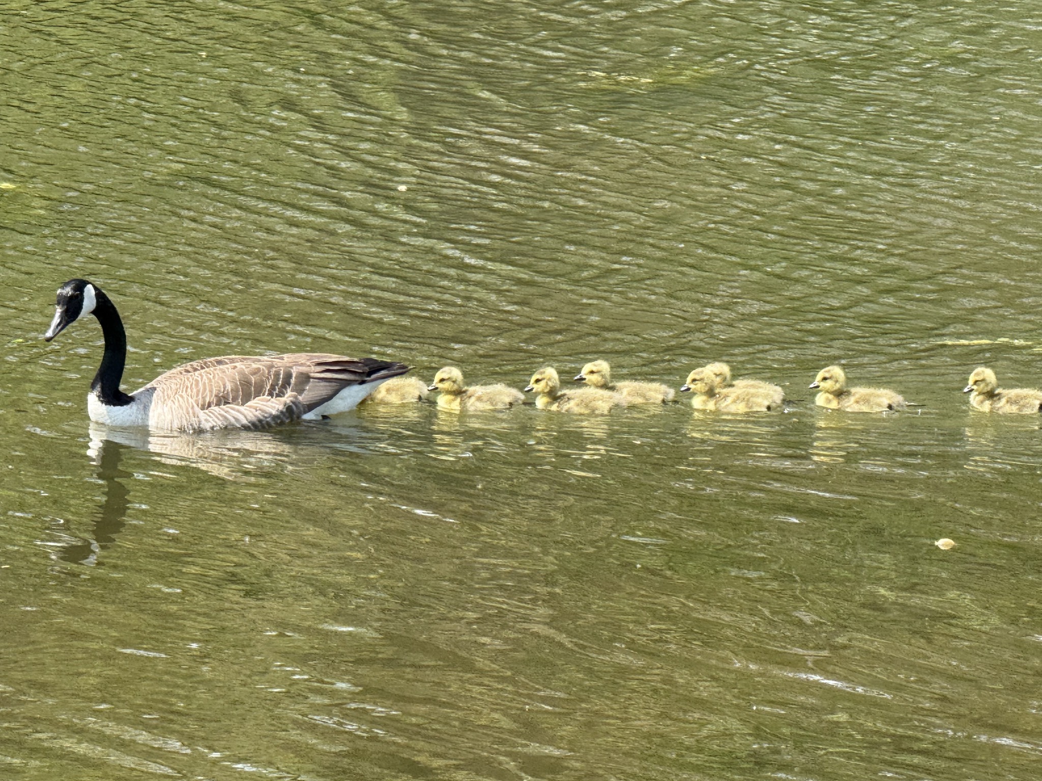 Goose and goslings