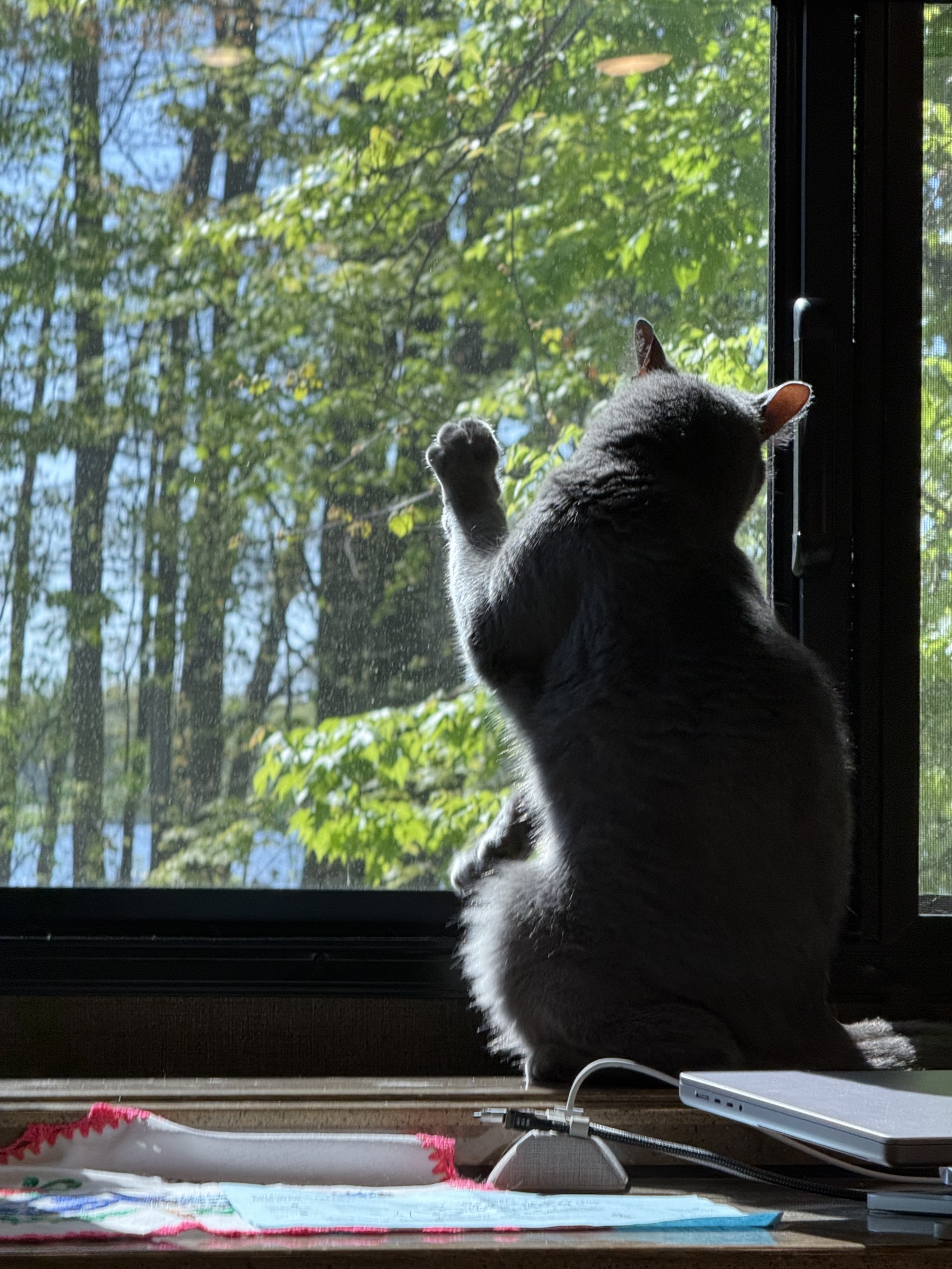 Cat by window