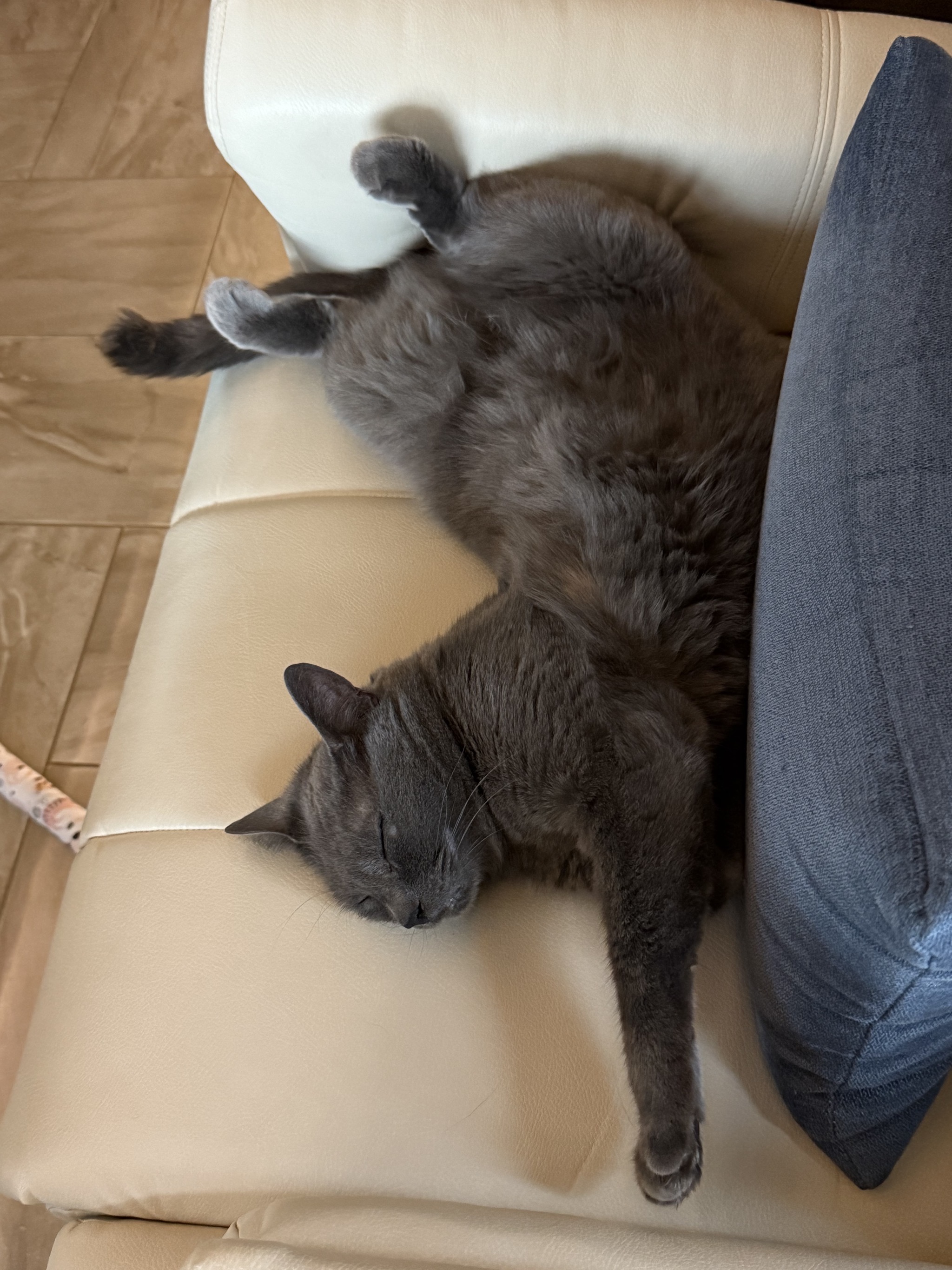 Pretzel cat on couch