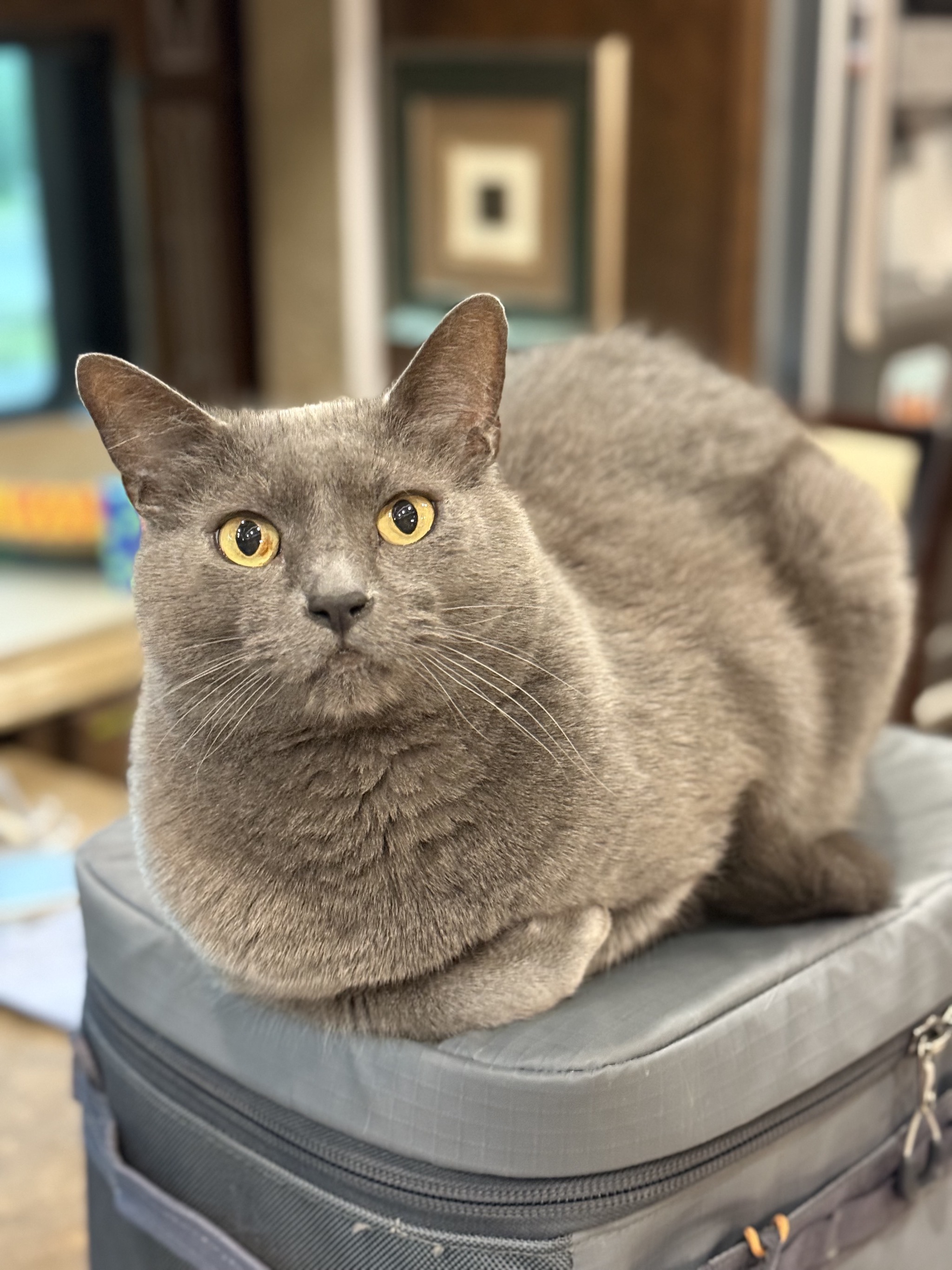 Cat sitting on picnic basket