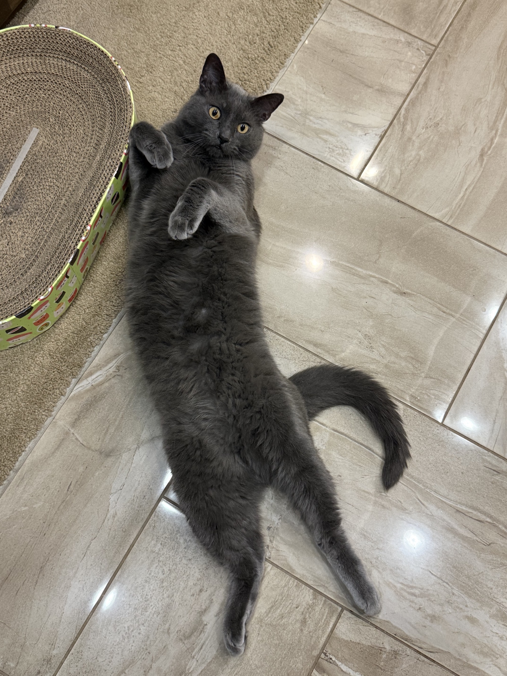 Cat on tile floor