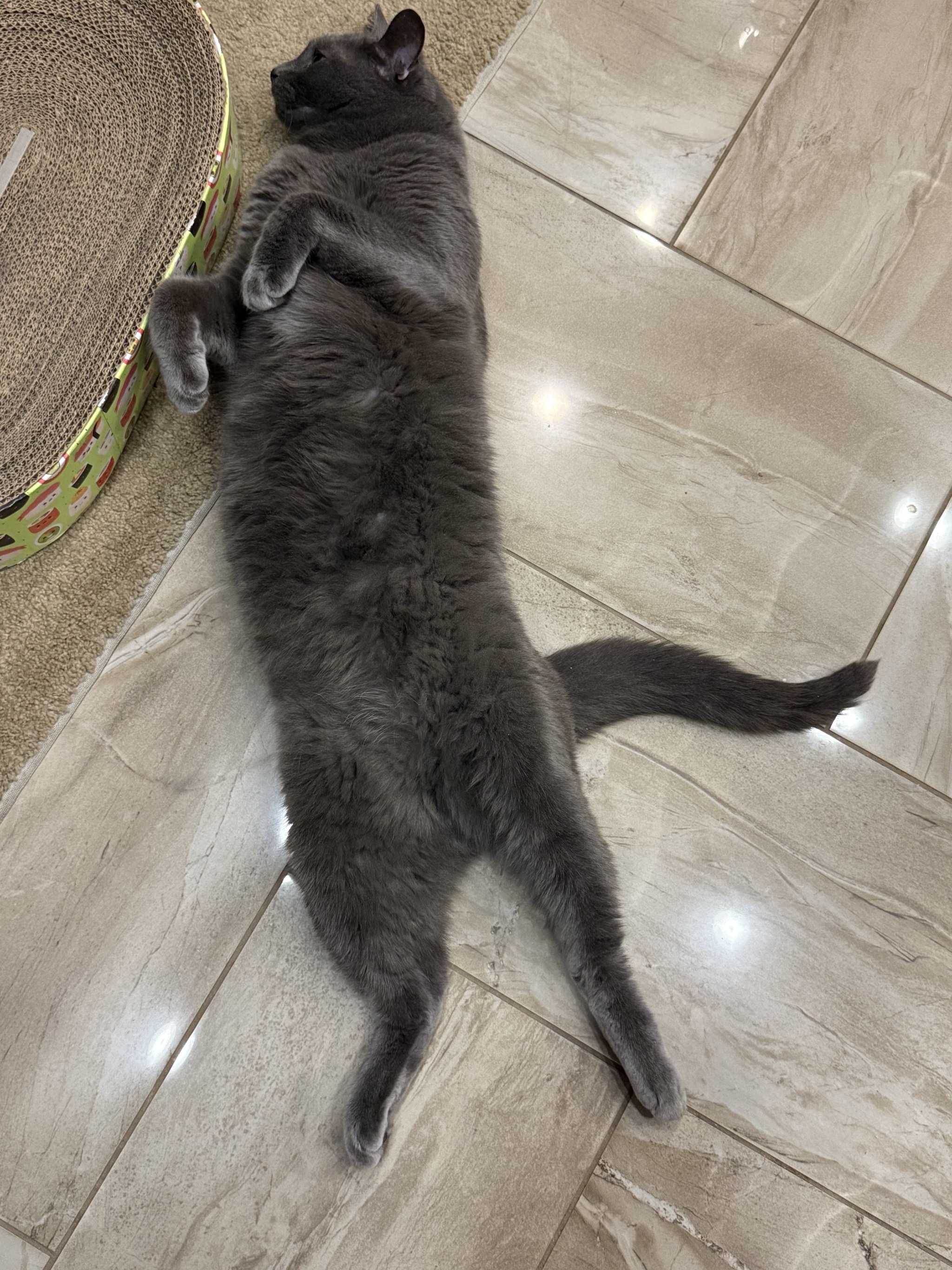 Cat on tile floor