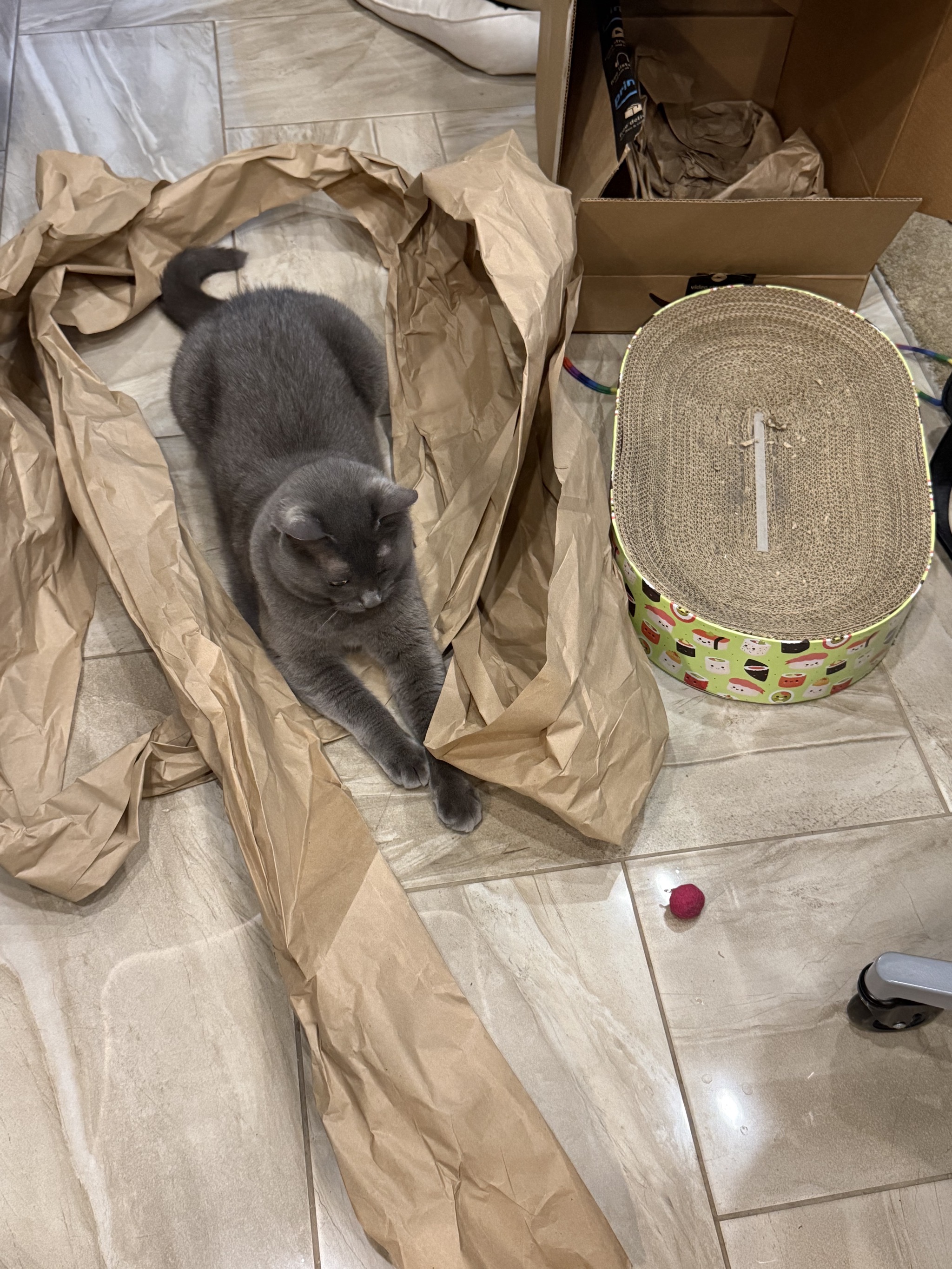 Cat on tile floor