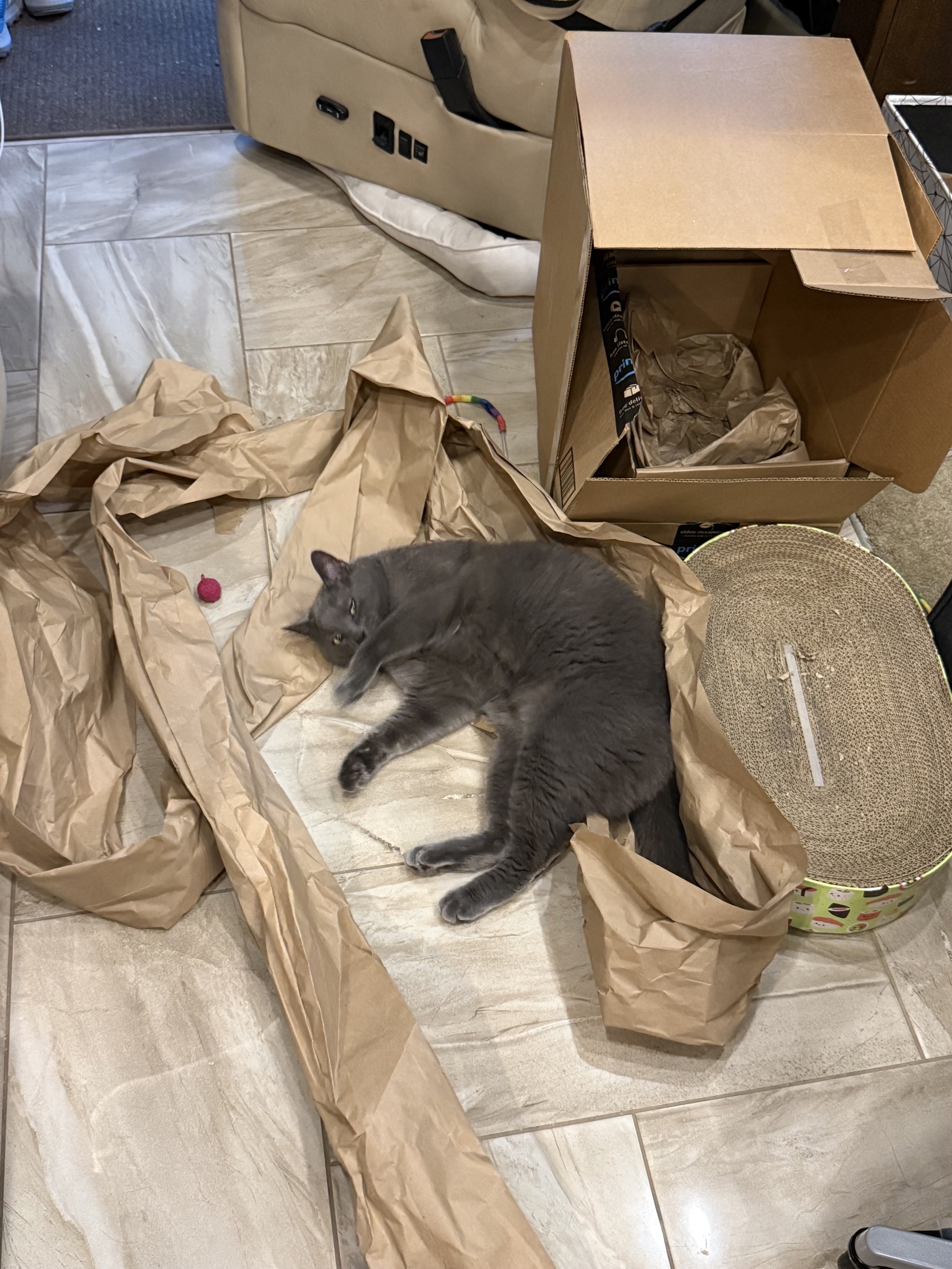 Cat on tile floor