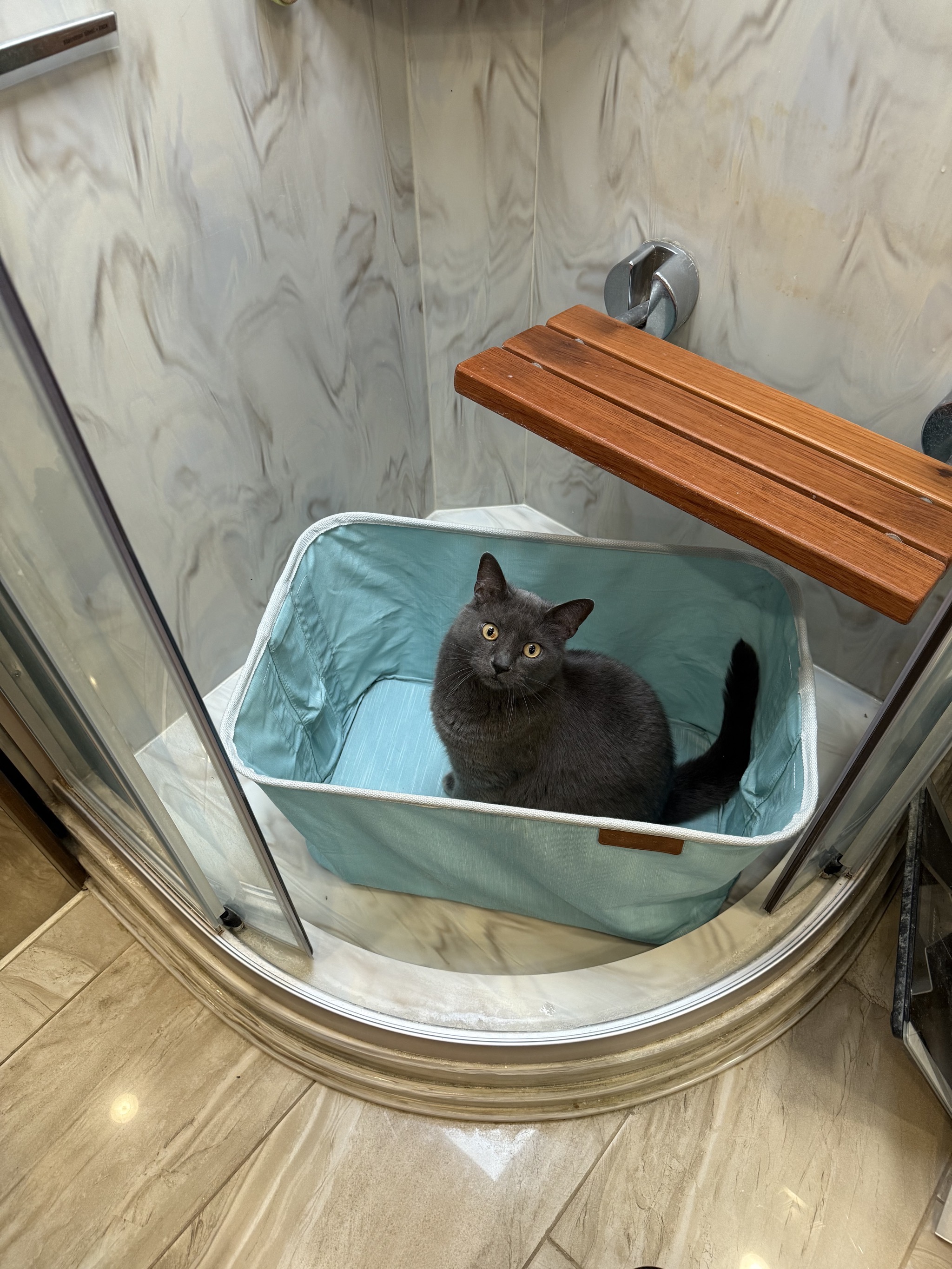 Cat in basket in shower