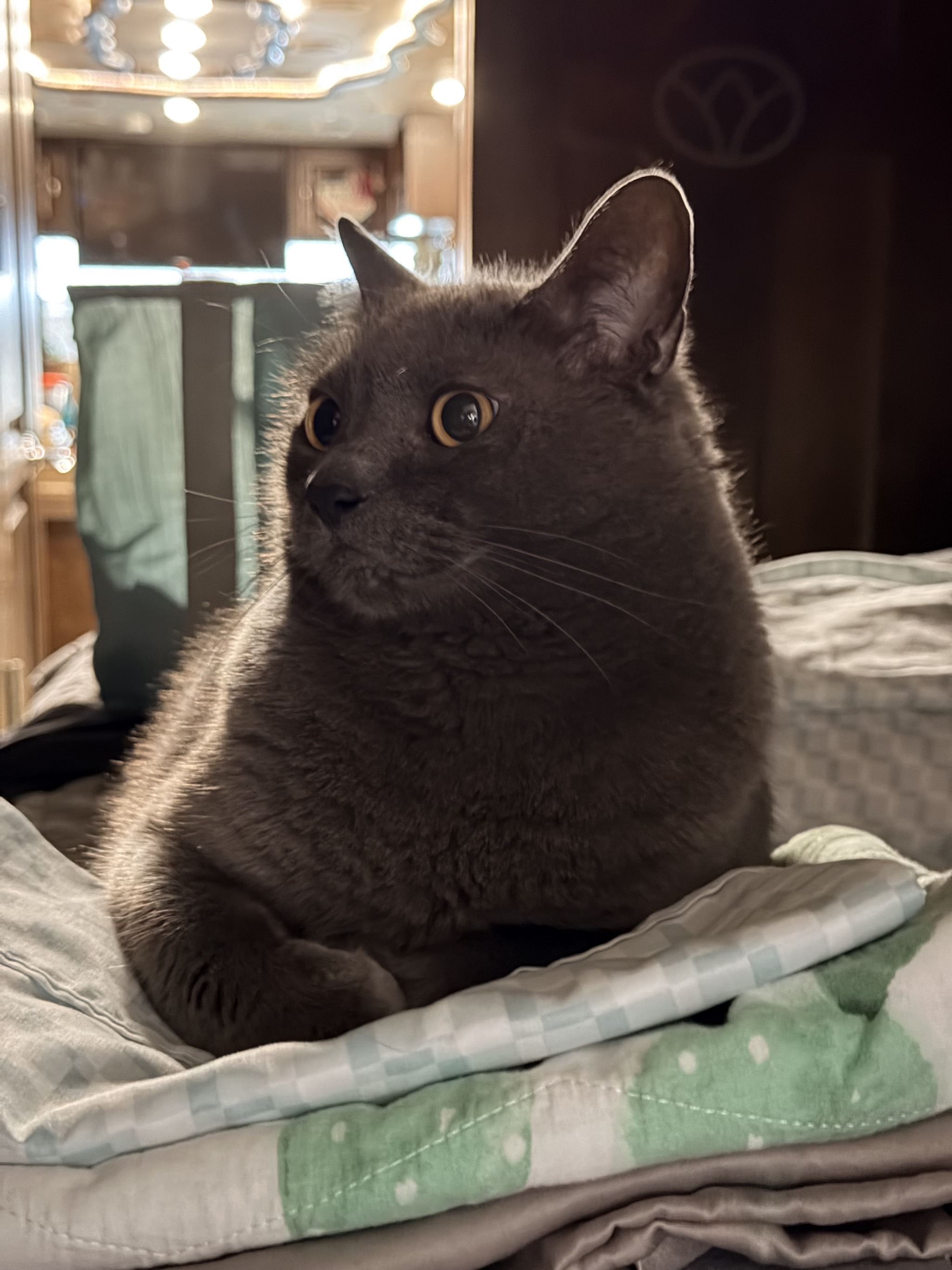 Cat on folded sheets
