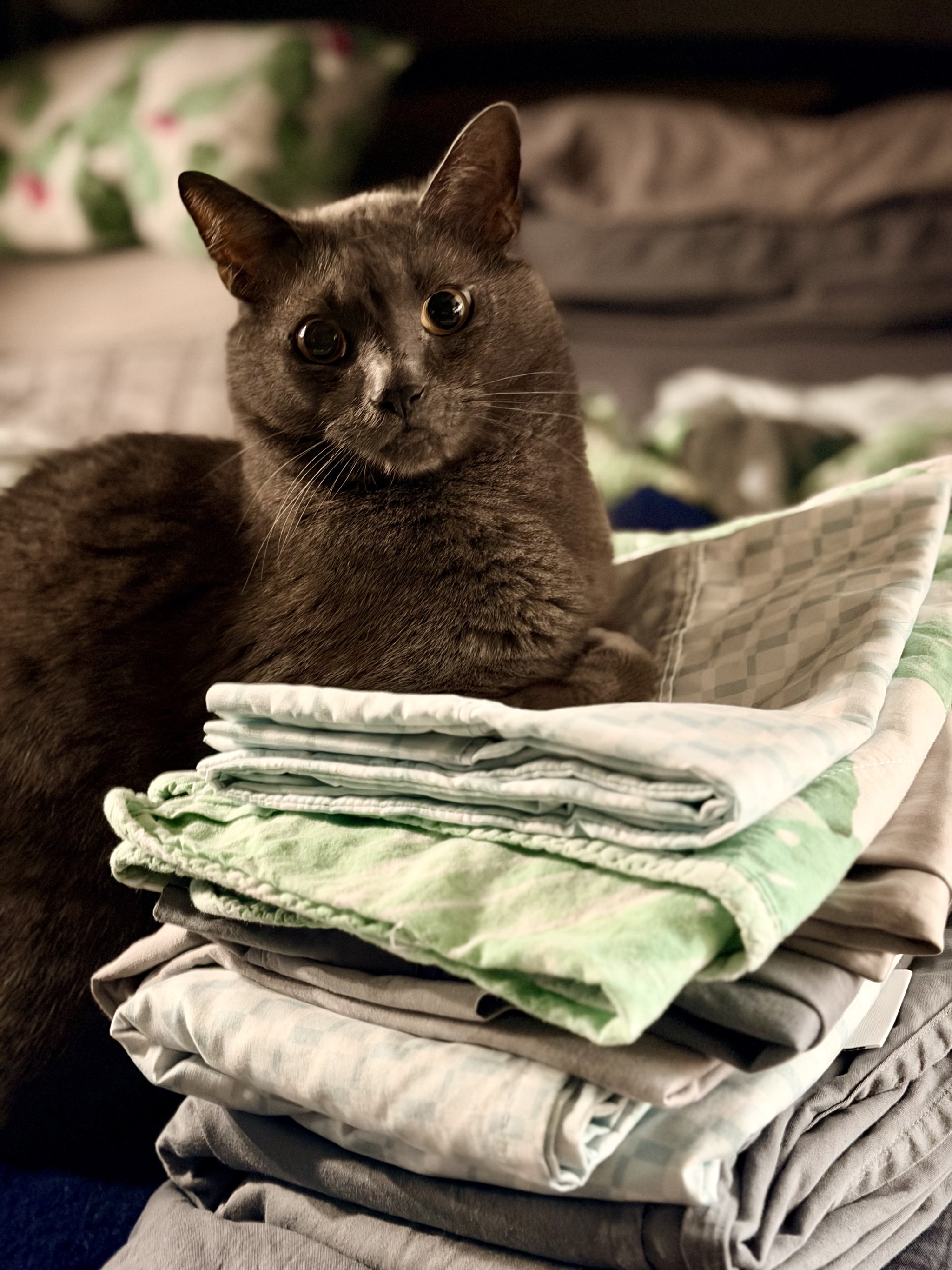 Cat on folded sheets