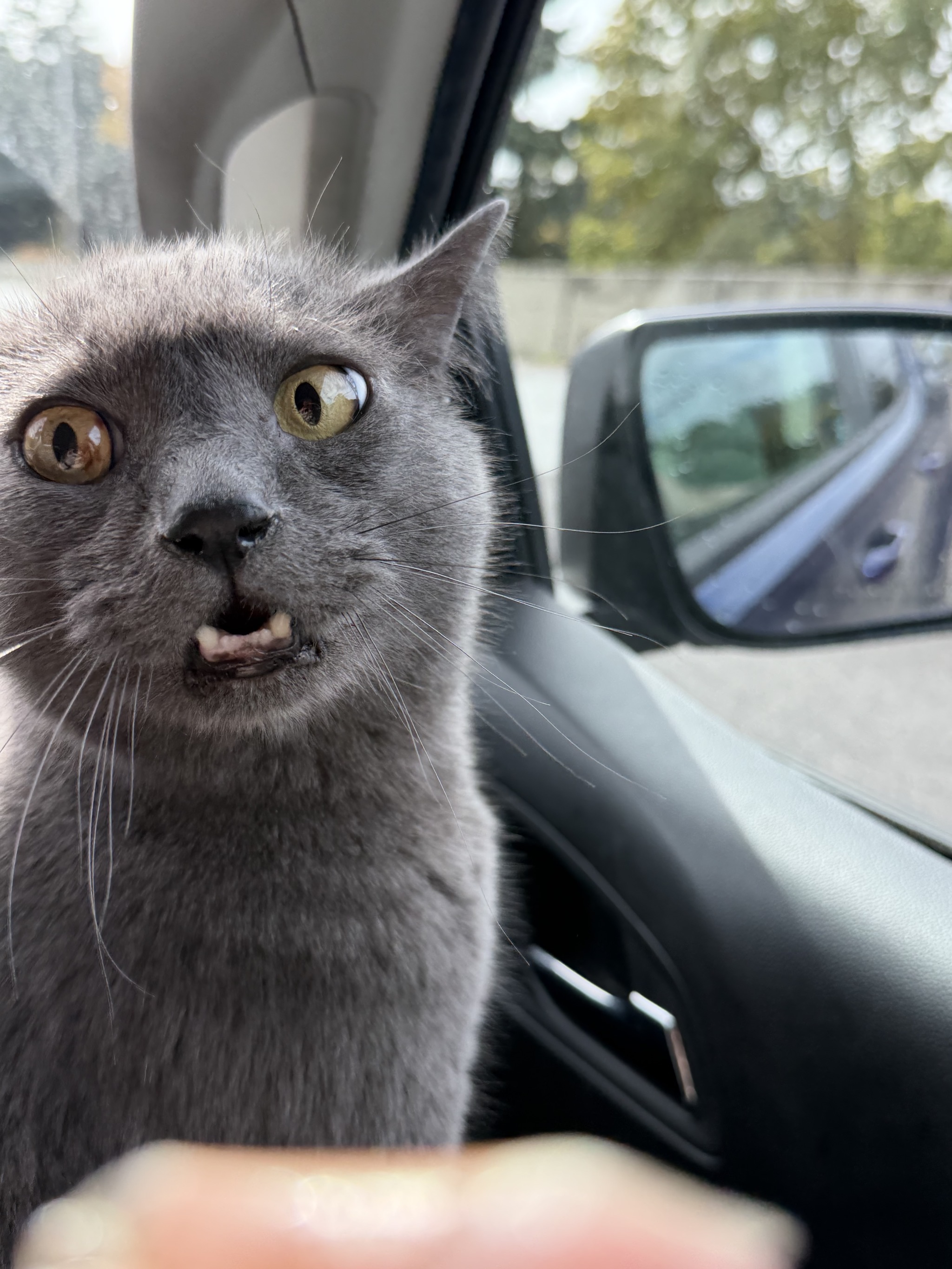 Cat in a car