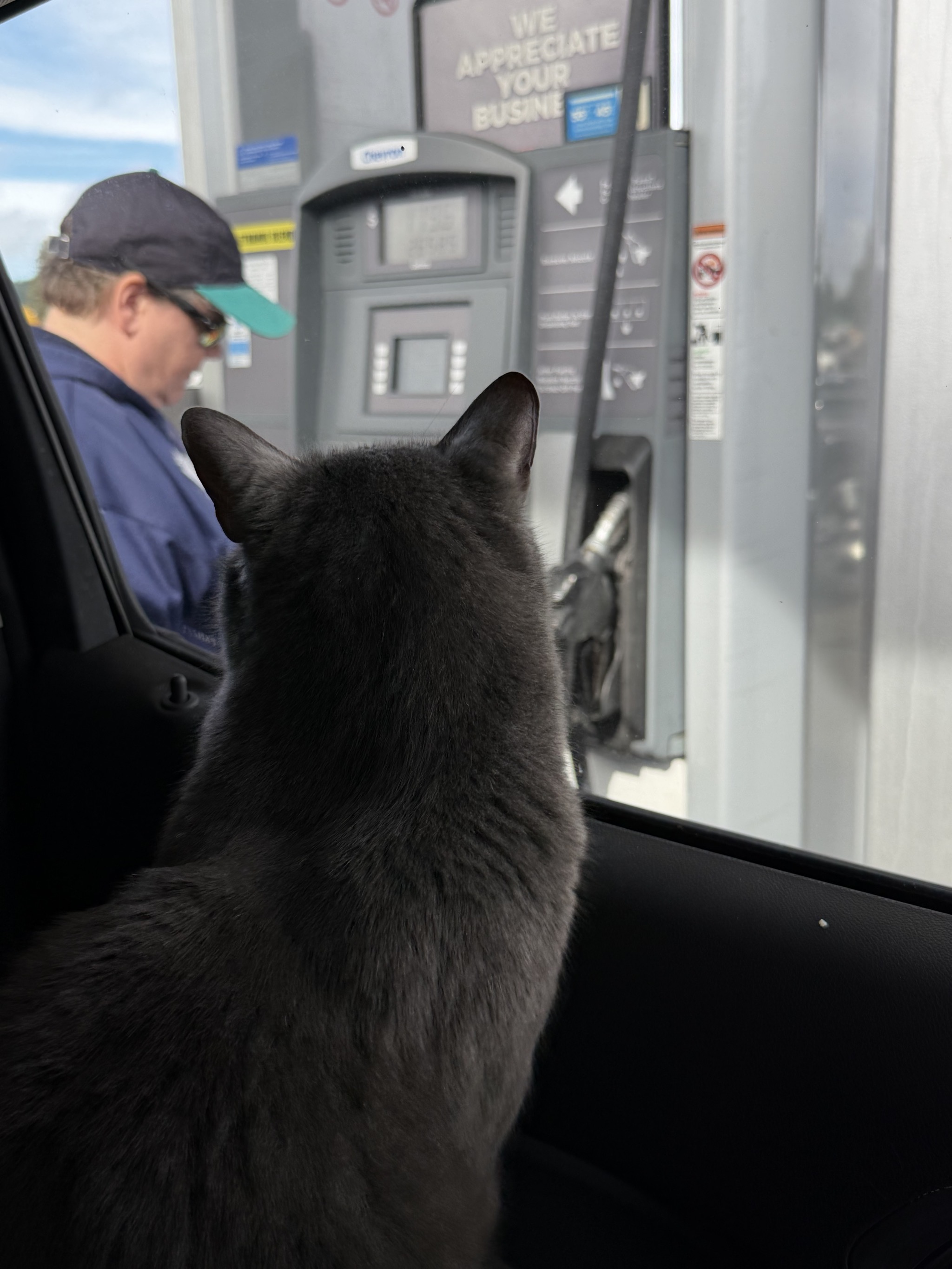 Cat in a car