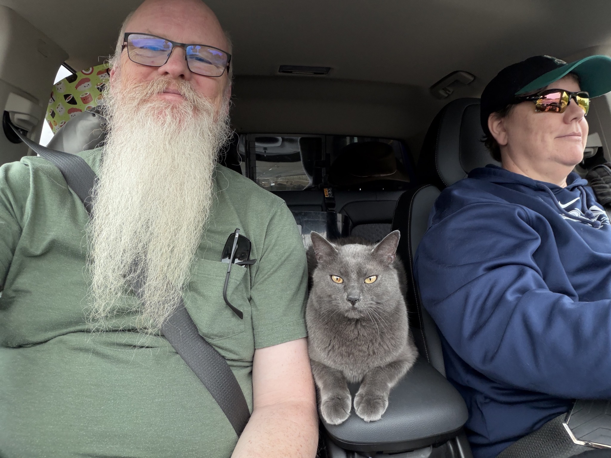 Cat in a car