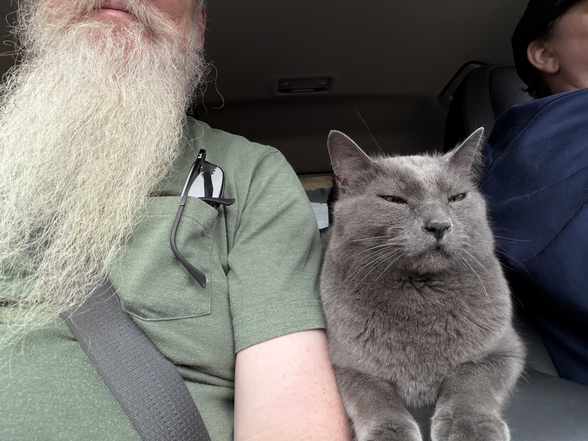 Cat in a car
