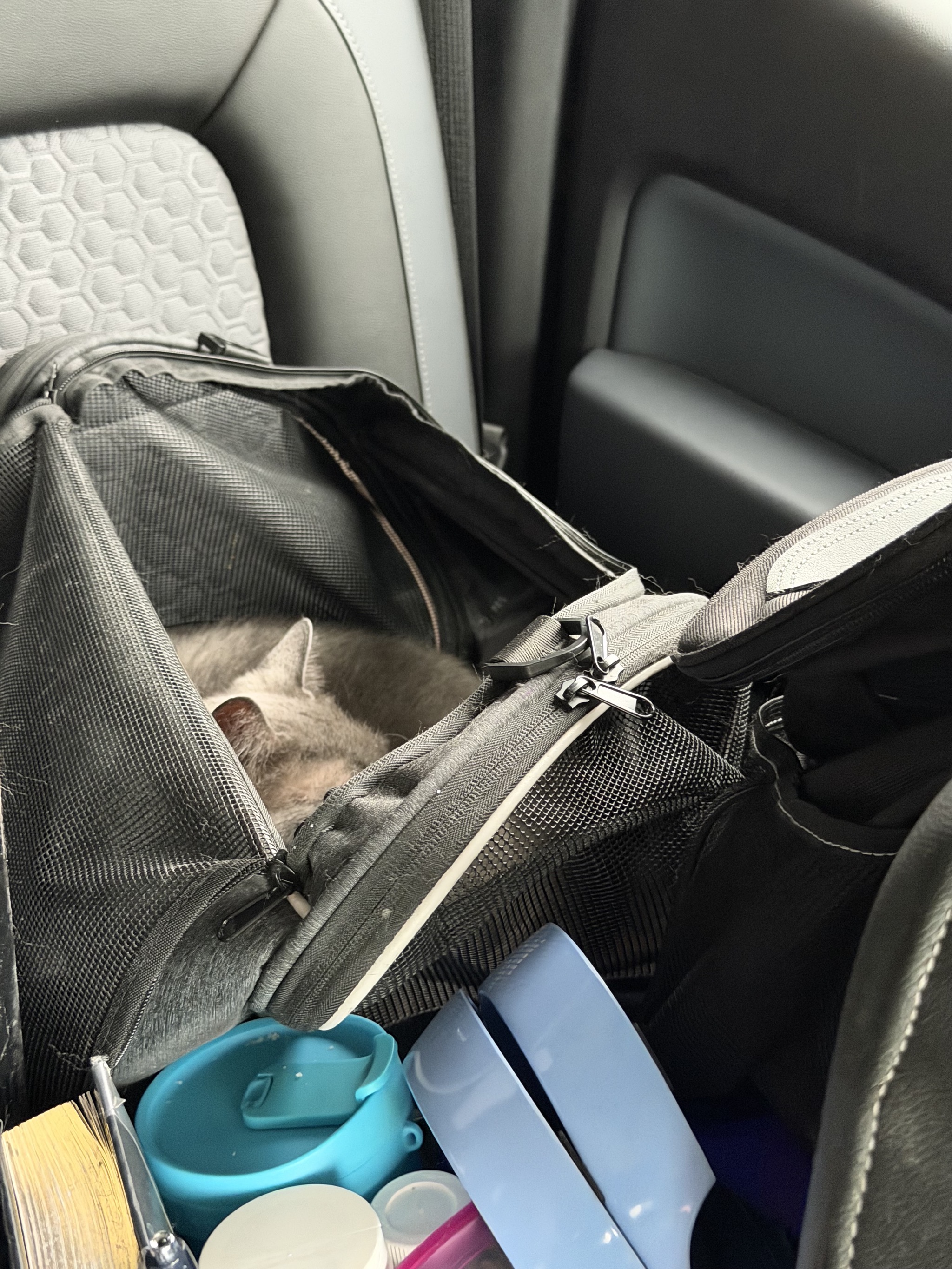 Cat in a car