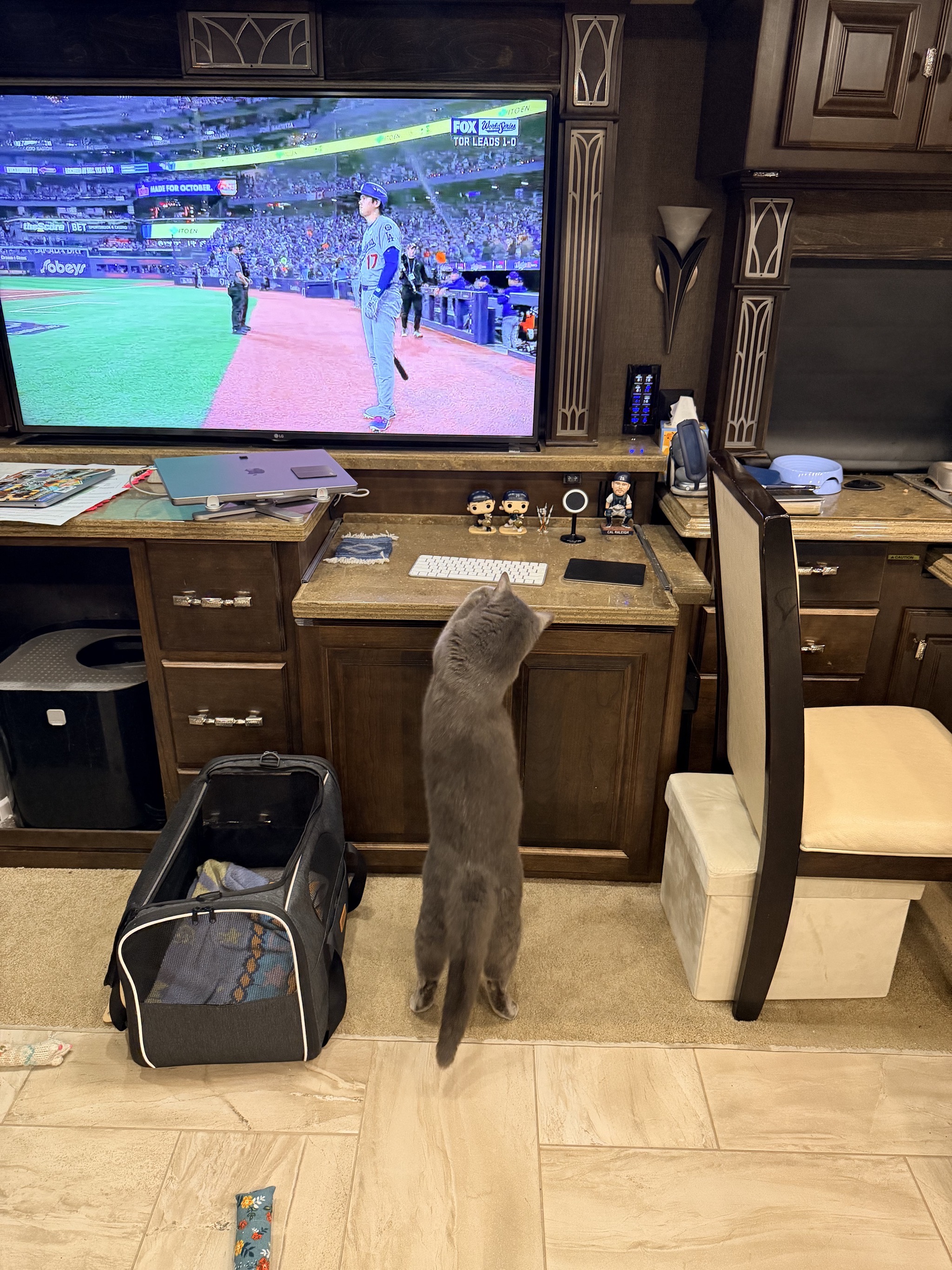 Cat with baseball on TV