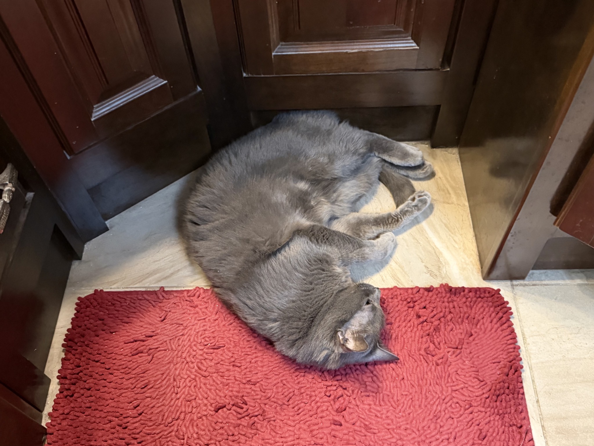 Cat on heated tile and rug