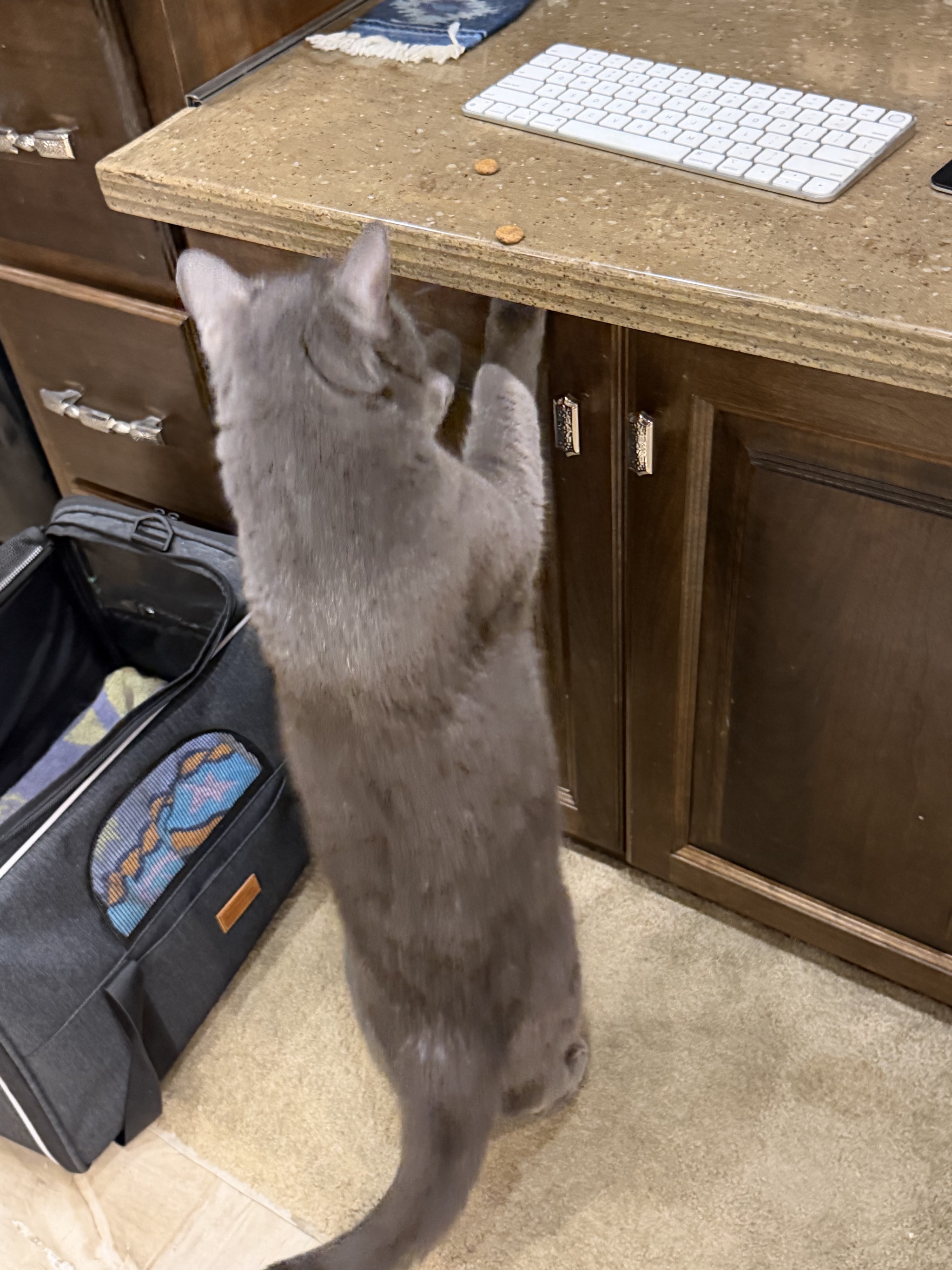 Cat reaching for treats