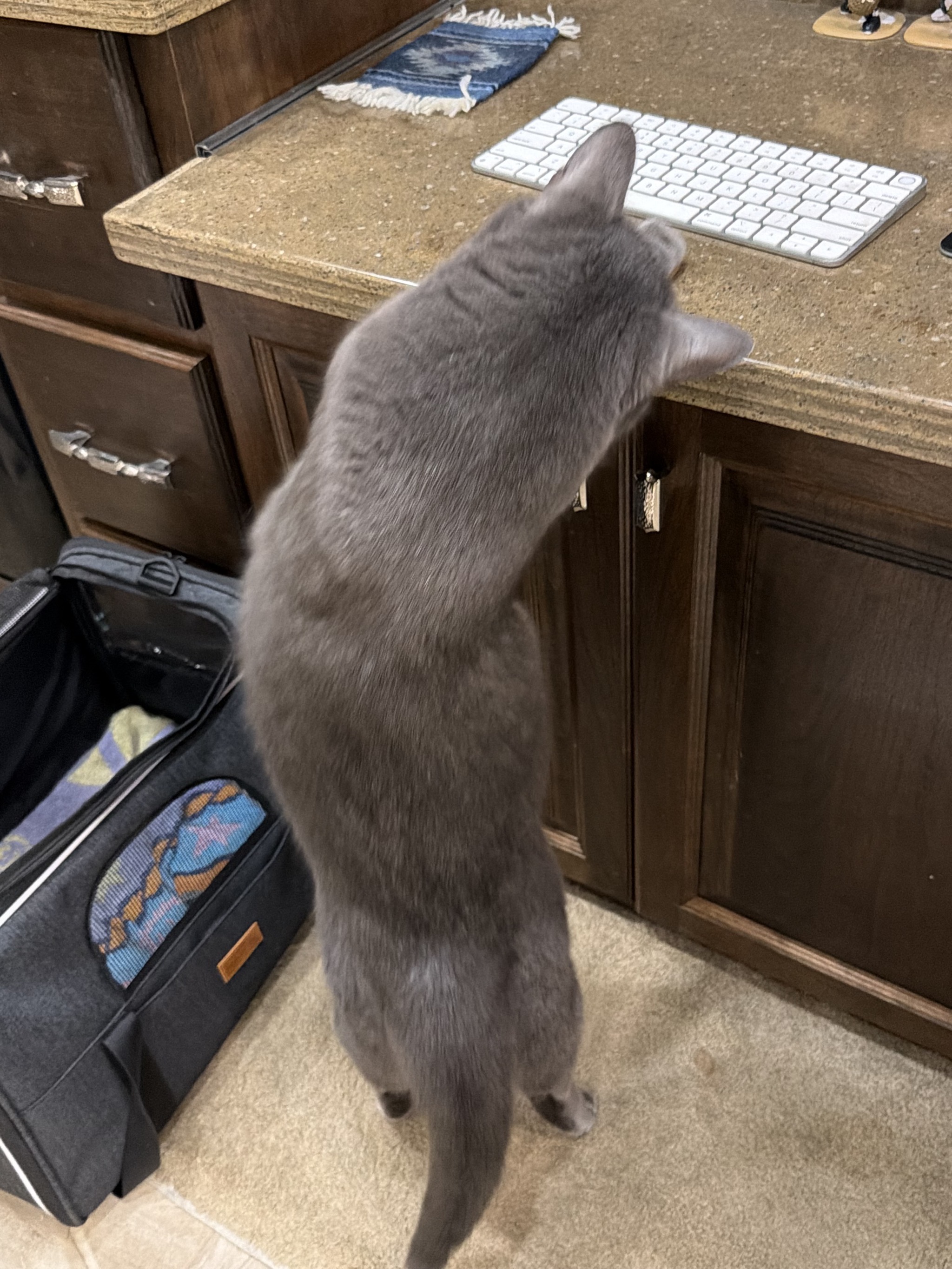 Cat reaching for treats
