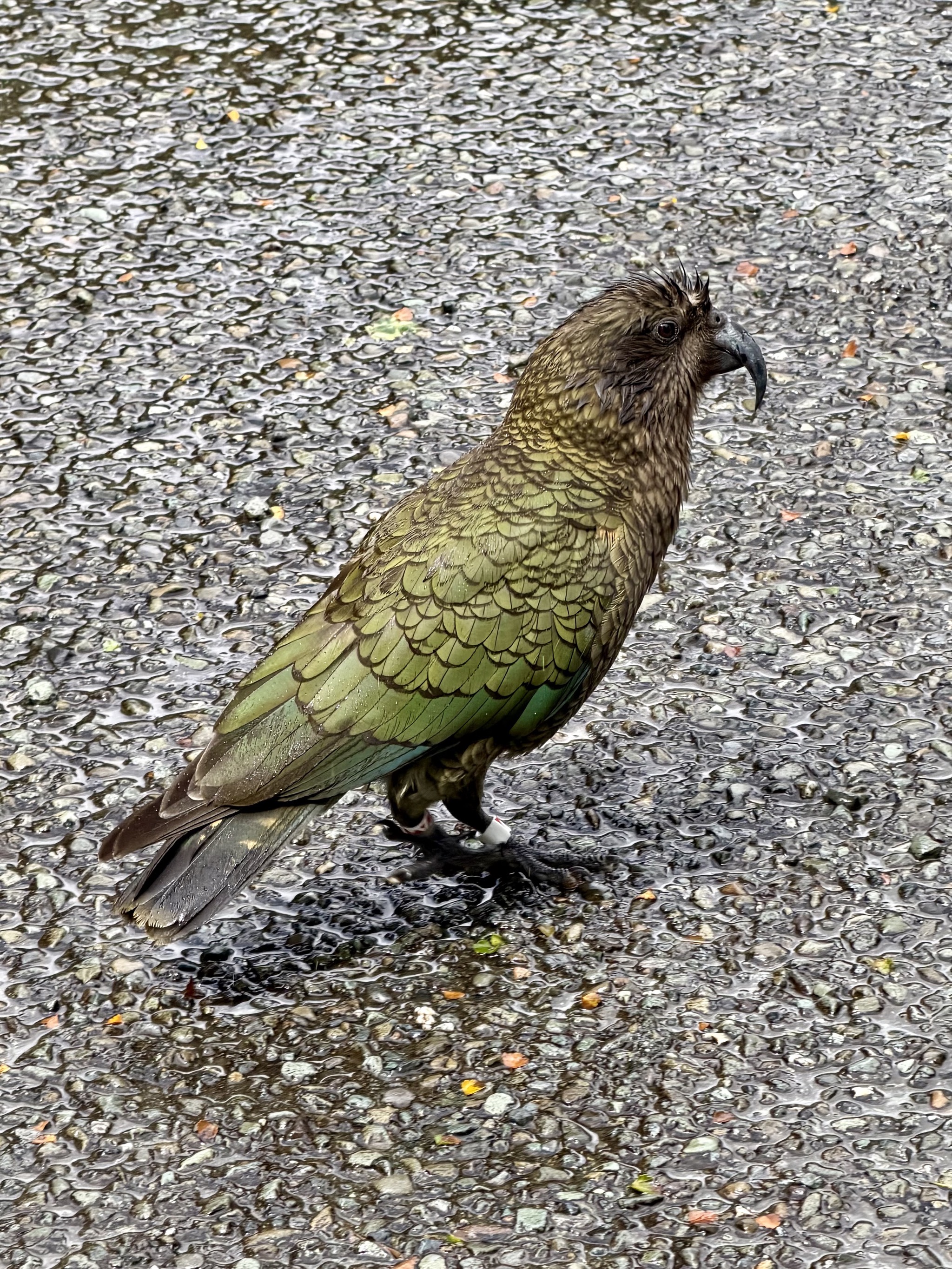 Kea