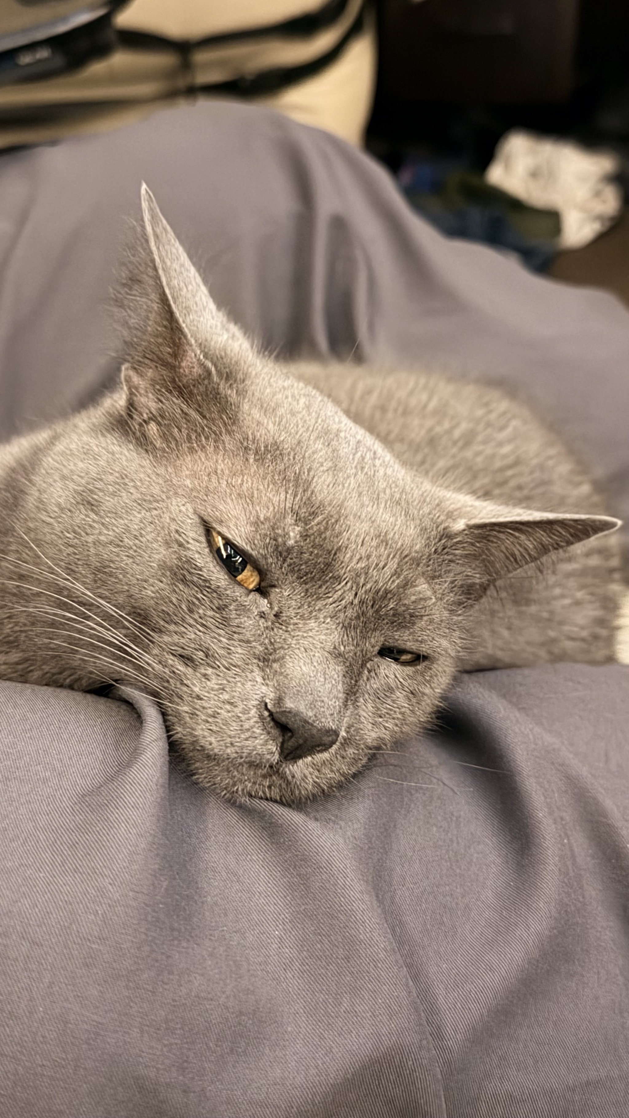 Cat on lap in RV