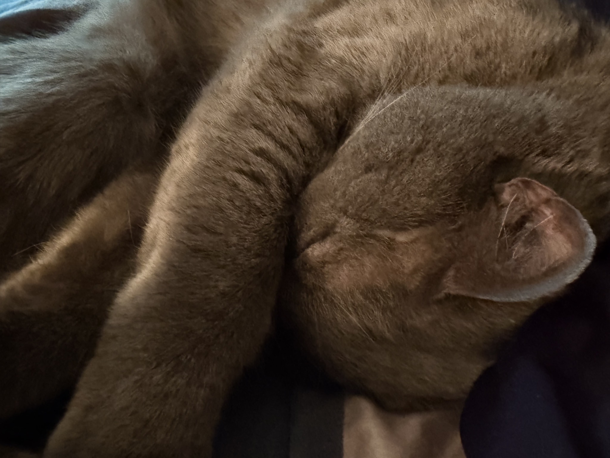 Comfy cat