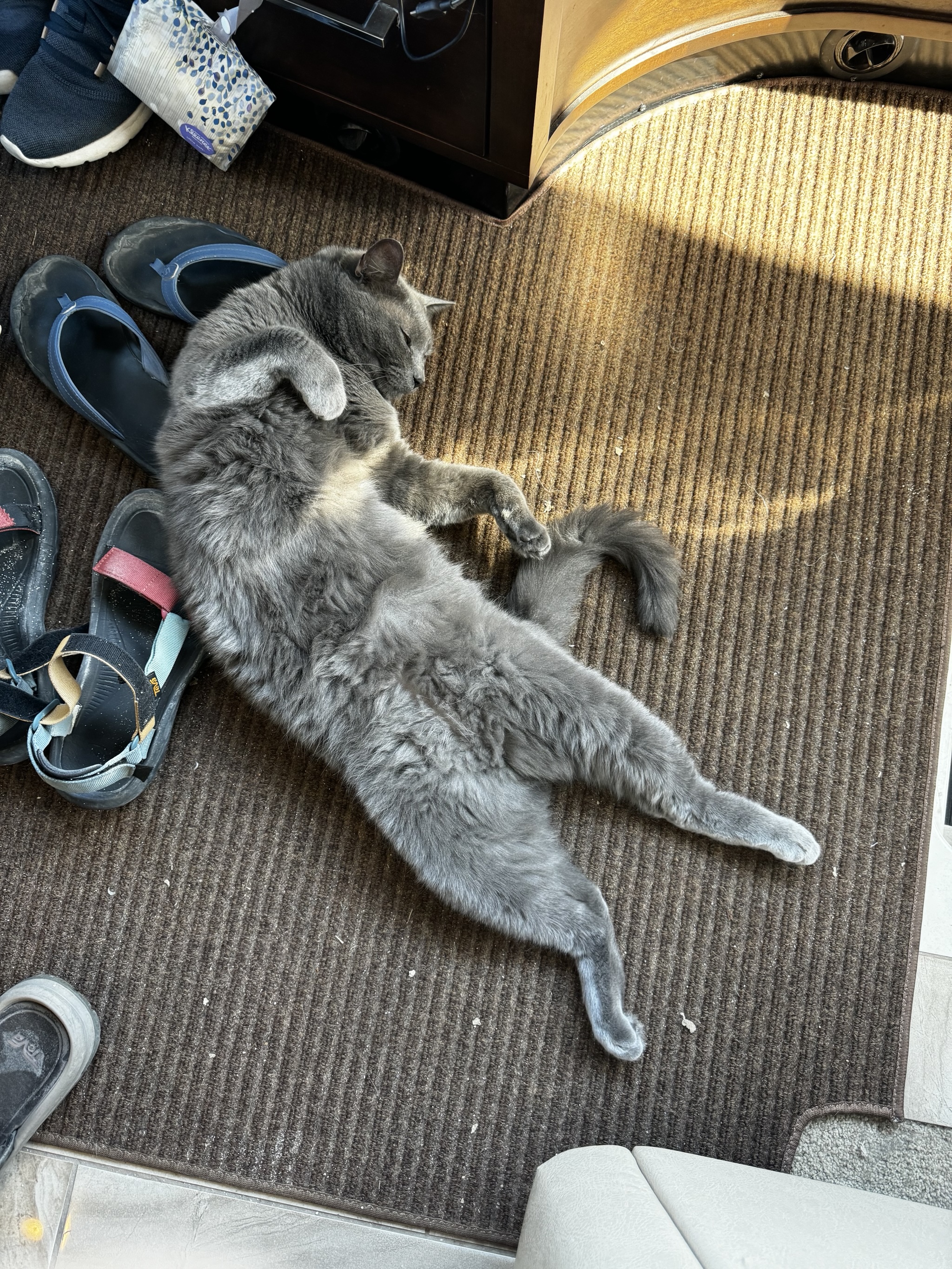 Cat in entry of motorhome